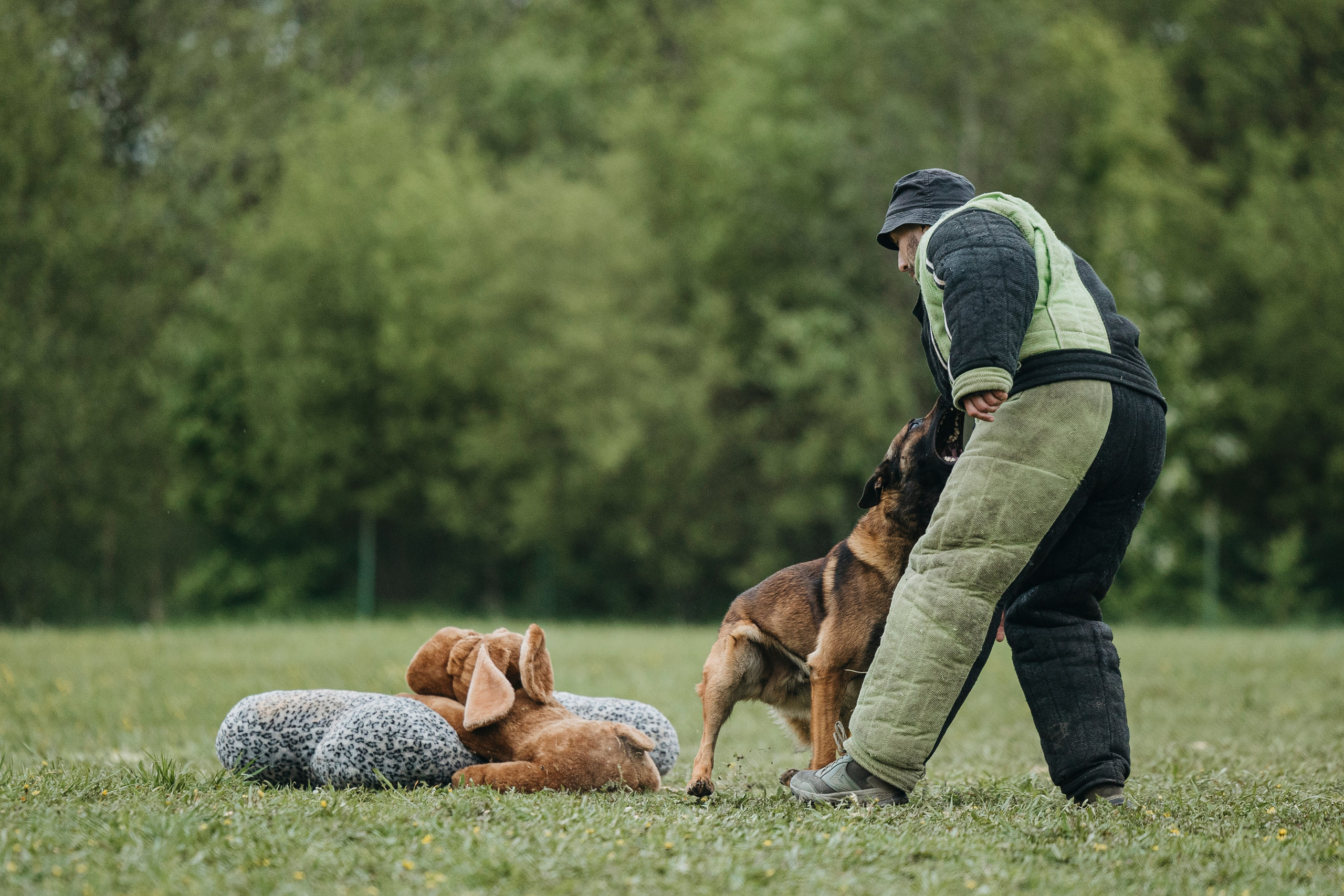 26.05.25 г. Пушкин квалификационные соревнования. Фотограф-анималист Анна Маринич