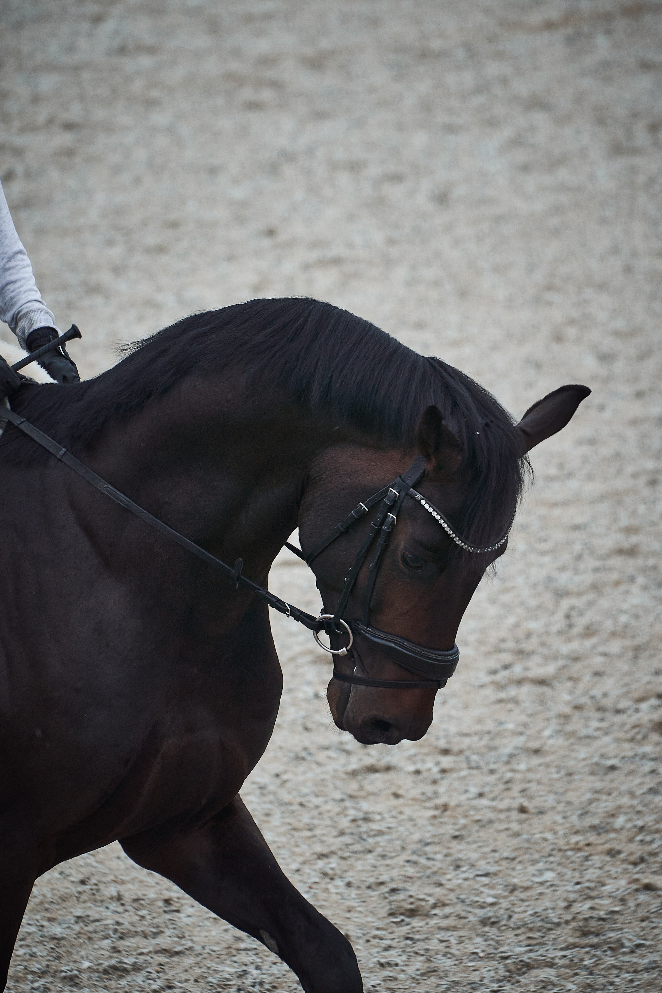 Анна и Наполи. Фотосессии с лошадьми в Москве, Новосибирске