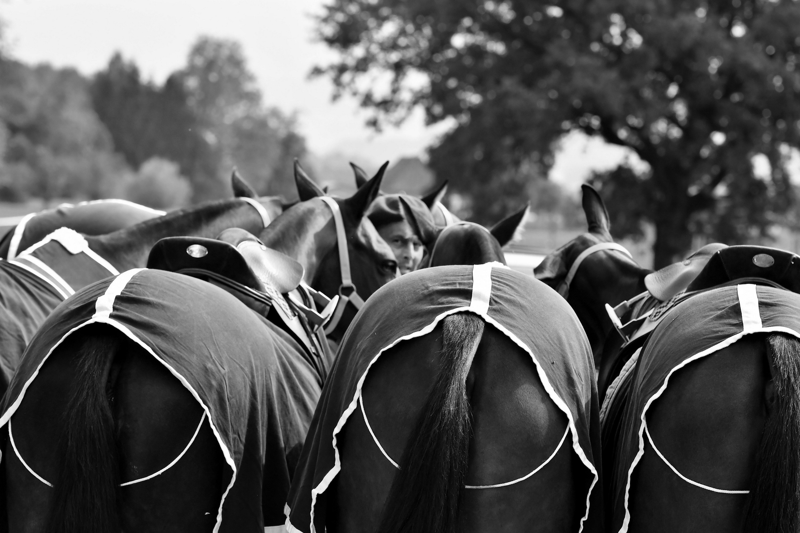 Polo art photos. Art photos of horses — ARTUR BABOEV | Photographer