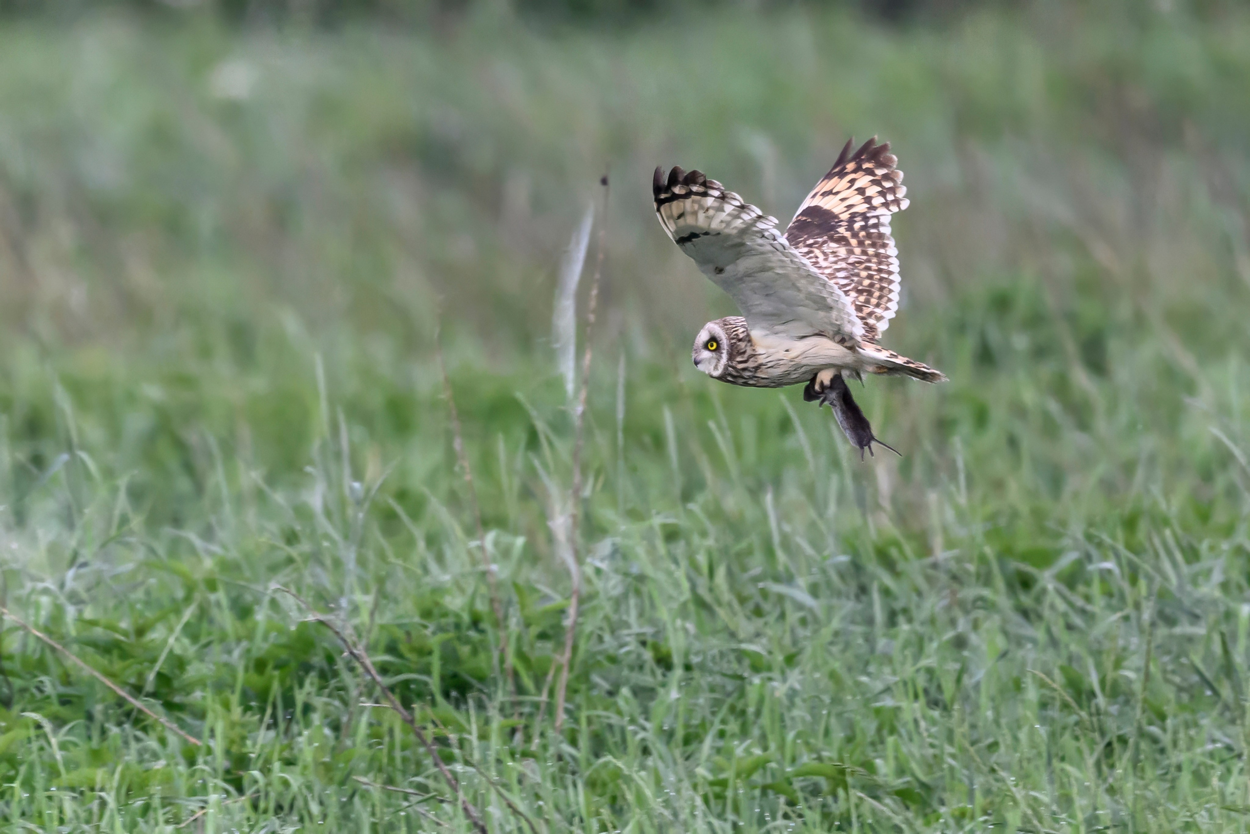 Охота совы. Фотограф Сергей Пупонин