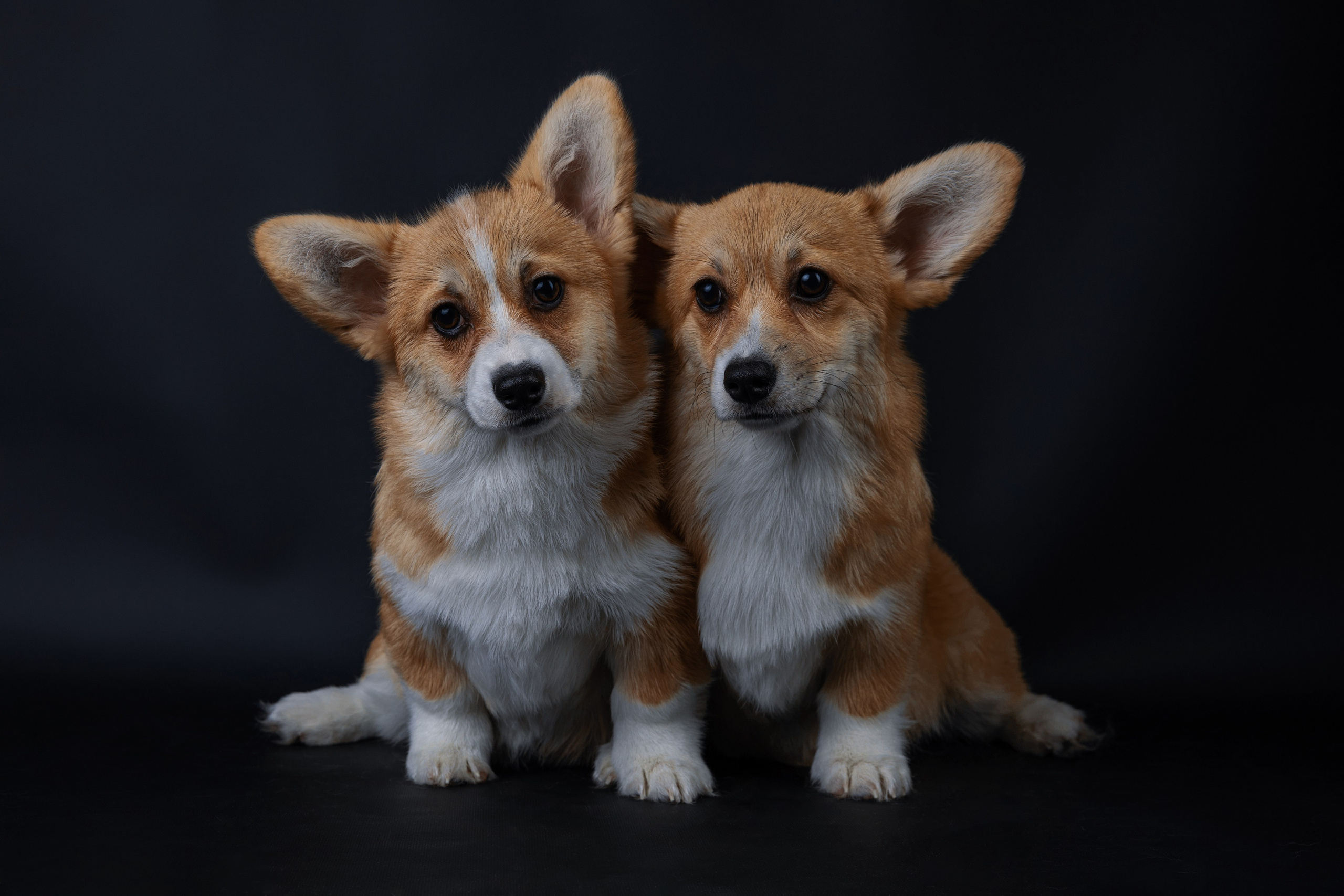 Фотографии собак и щенят. Фотограф Ирина Бобрешова. Коряжма