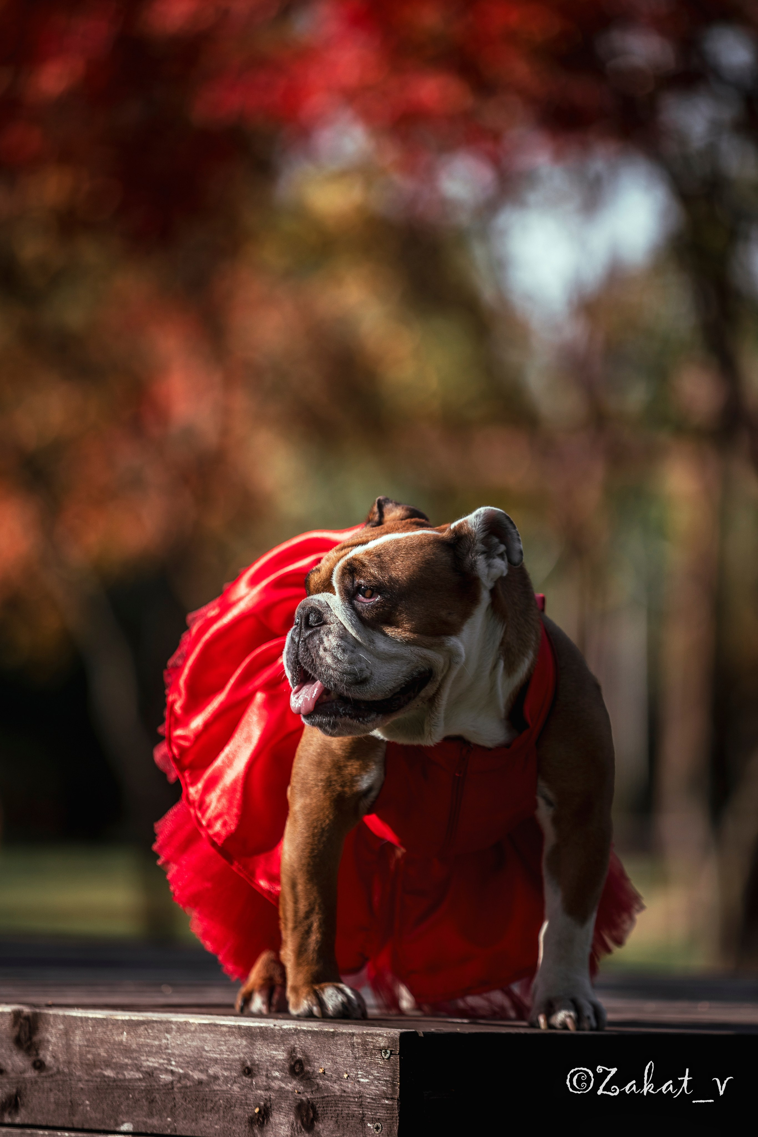Фотосъемка собак (Бульдоги). Репортажный фотограф, Москва, Закат