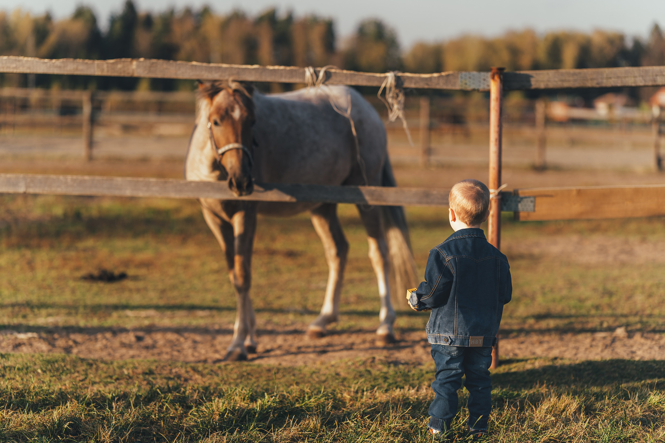 Маленький мальчик наблюдает за лошадью на ипподроме 