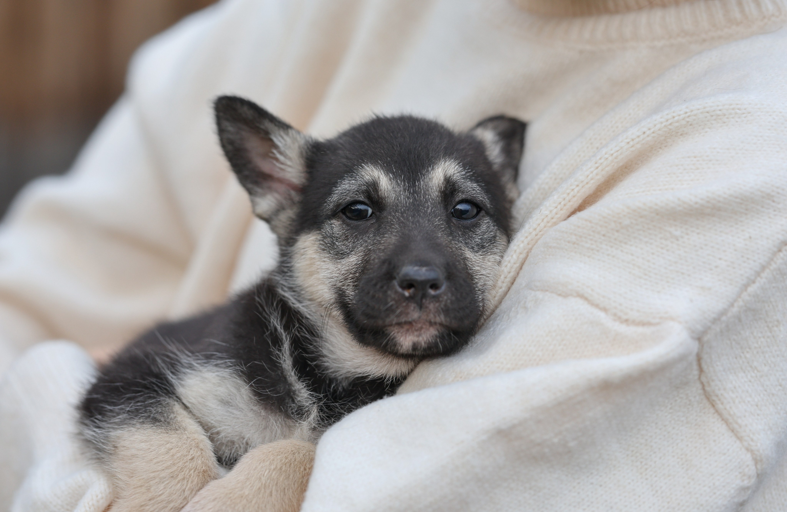 Щенки. Фотограф Максим Татаринов