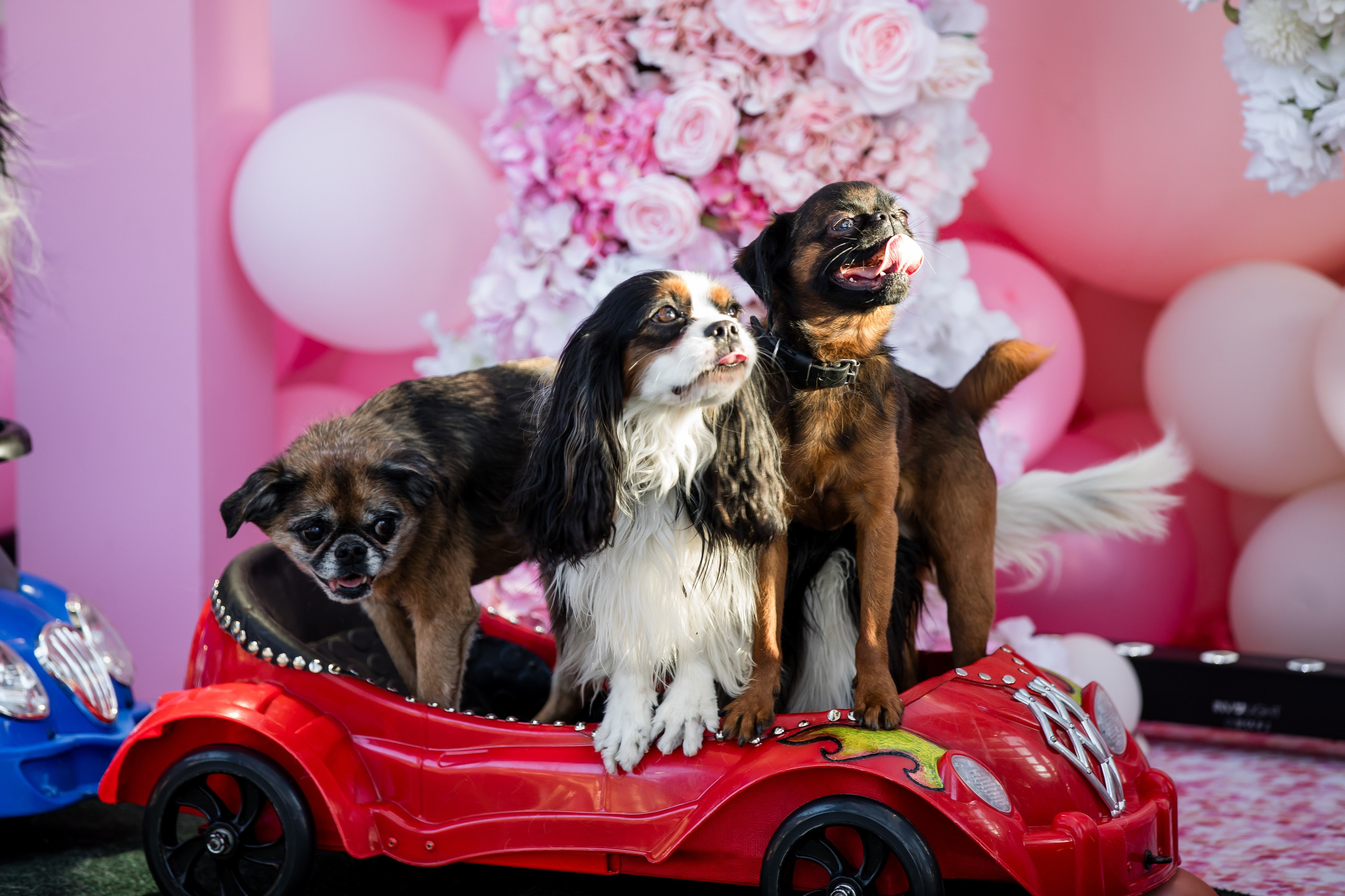 Детский день рождения, фотосессия детского дня рождения. Репортажной и Свадебный фотограф Слава Цесарь