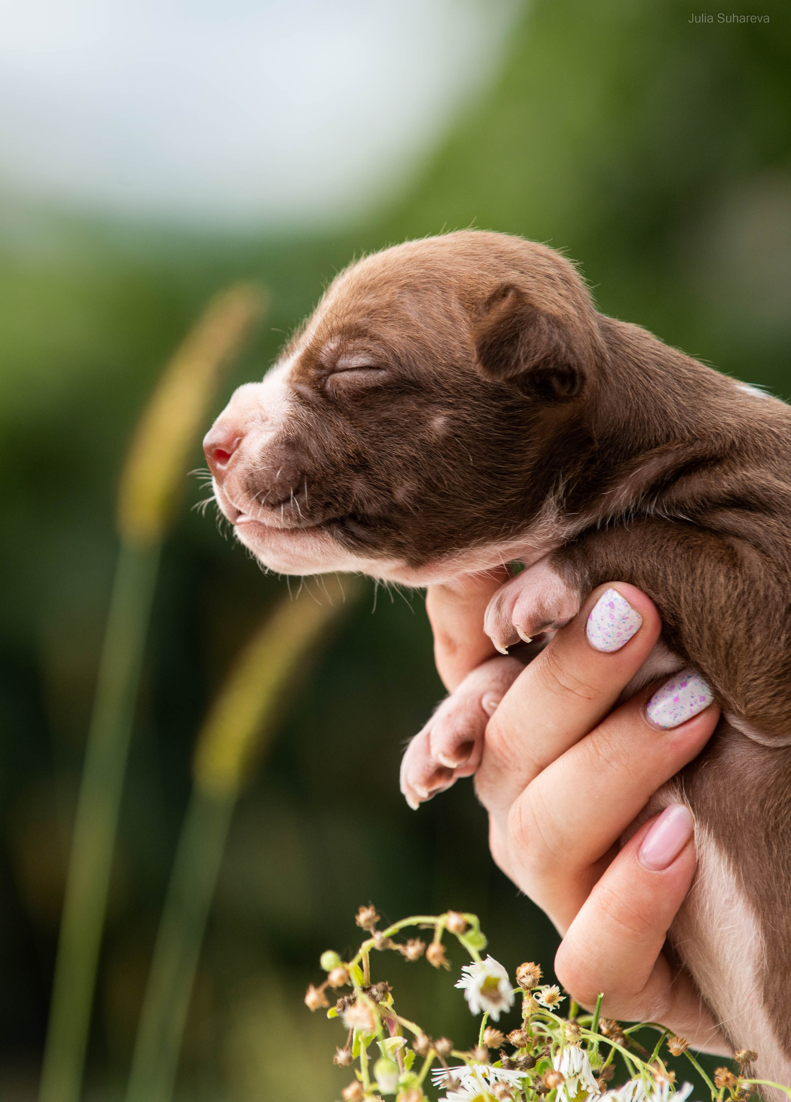 Щенки 2 недели. Главная