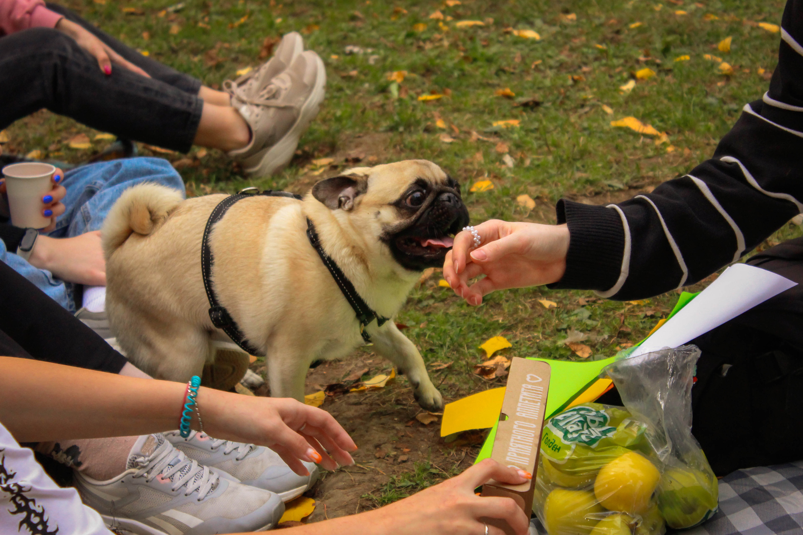 ЭкоПикник от ВЦ РГППУ. Фотограф Екатеринбург Владимир Смирнов