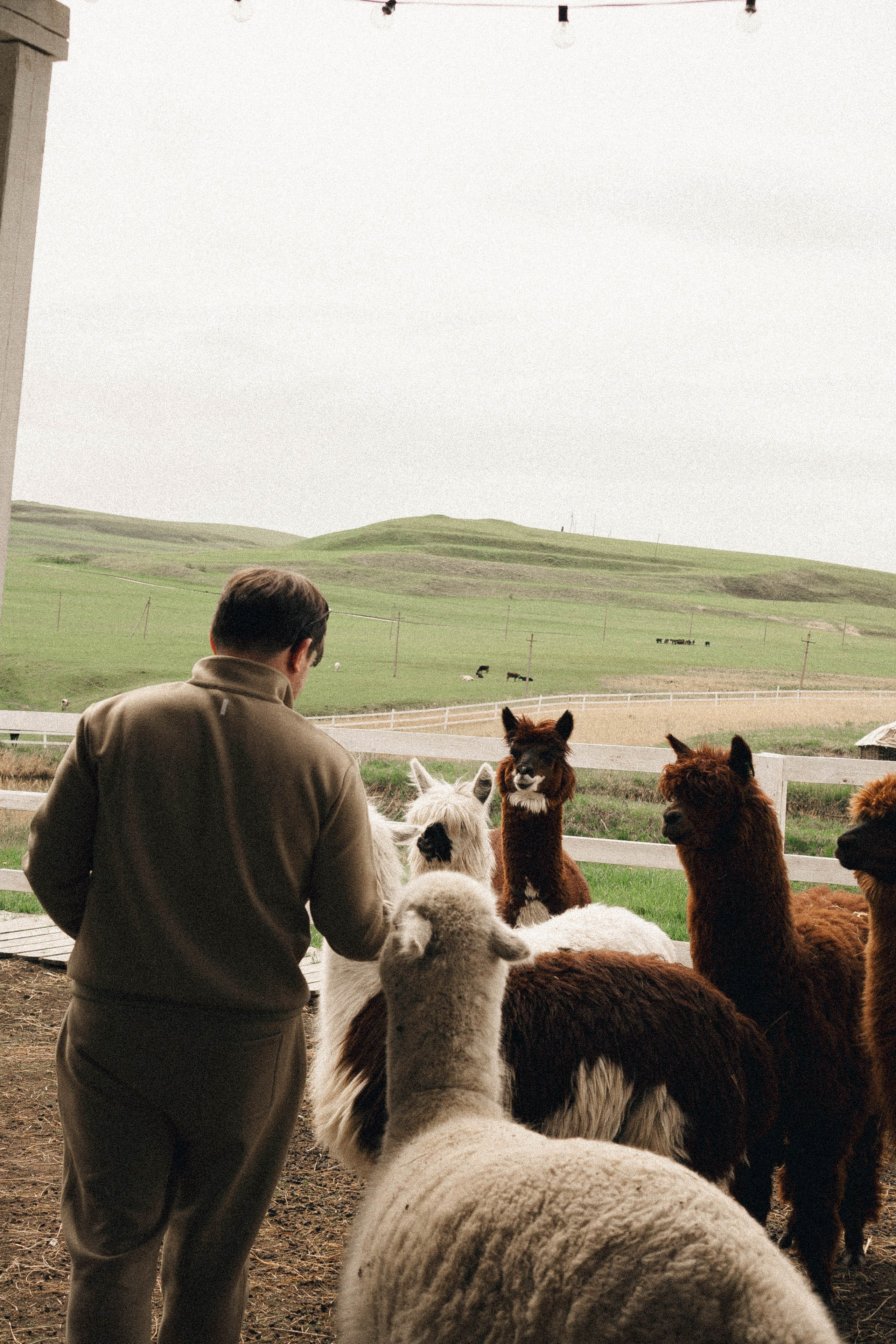 Ферма Альпак. Профессиональный фотограф, Санкт-Петербург — Виктория Богомолова