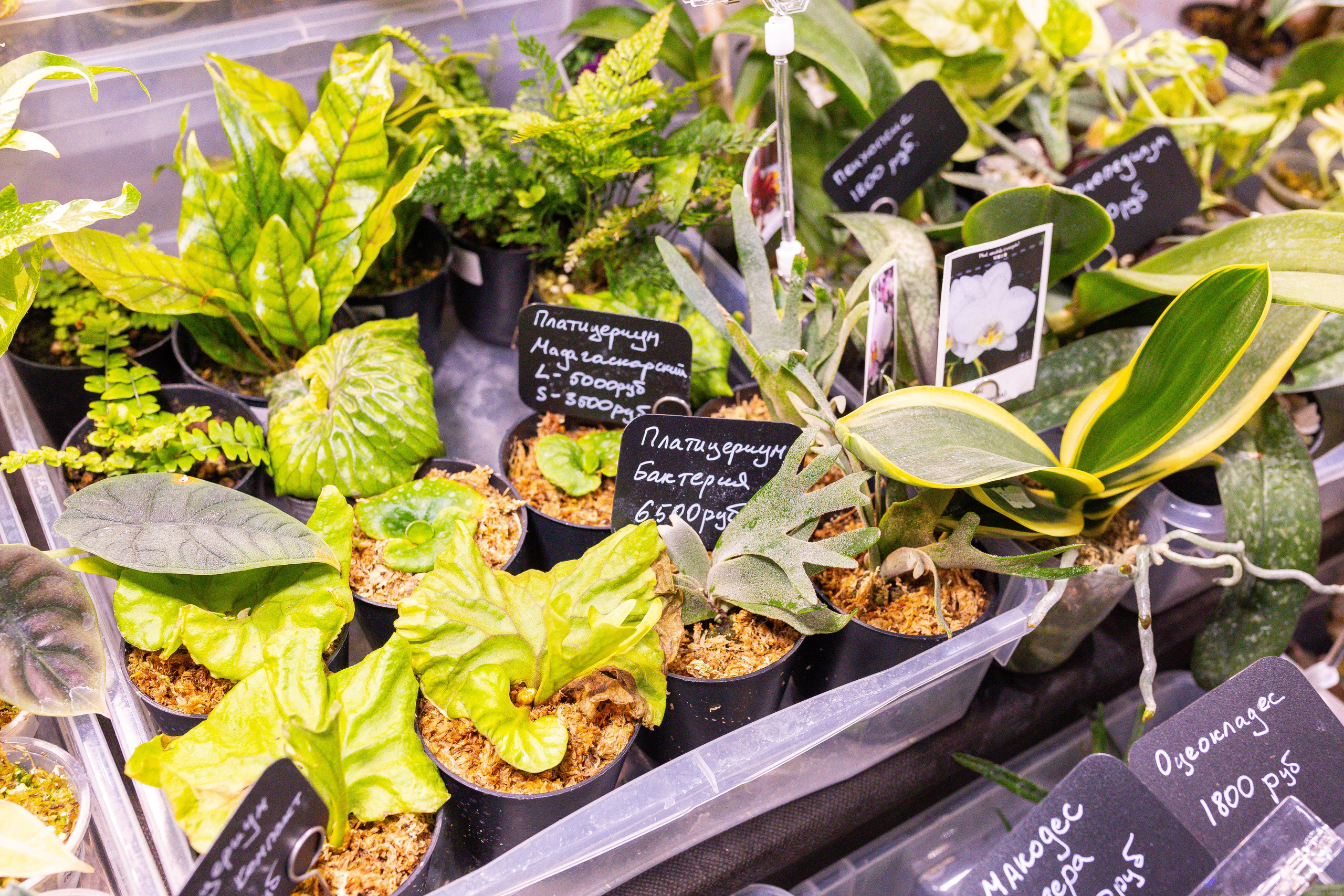 Монстериум 11–12 октября. Александра Куликова фотограф, Москва