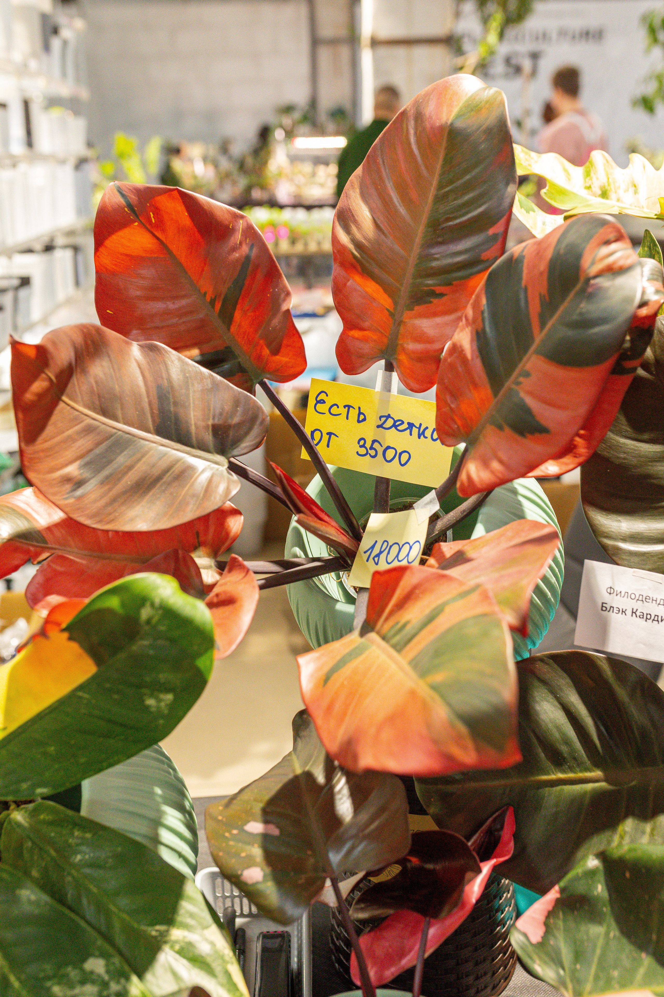 Ярмарка Green Rare 20.09.25. Александра Куликова фотограф, Москва