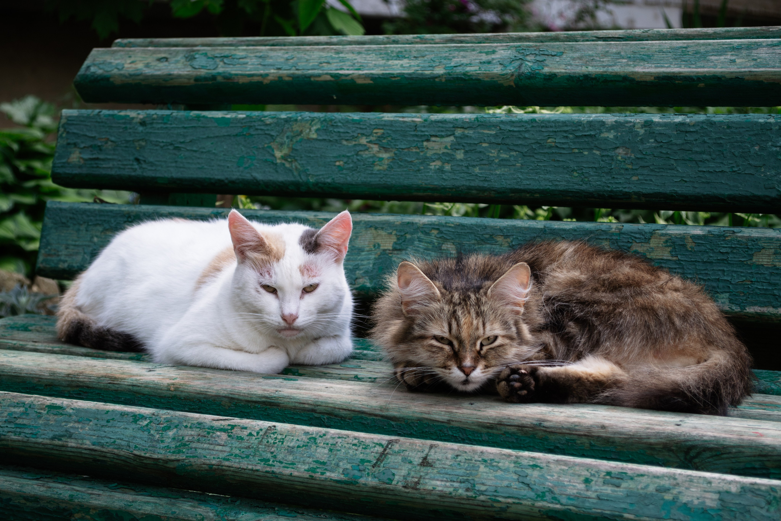 Cats.2. Dumshap | думшап