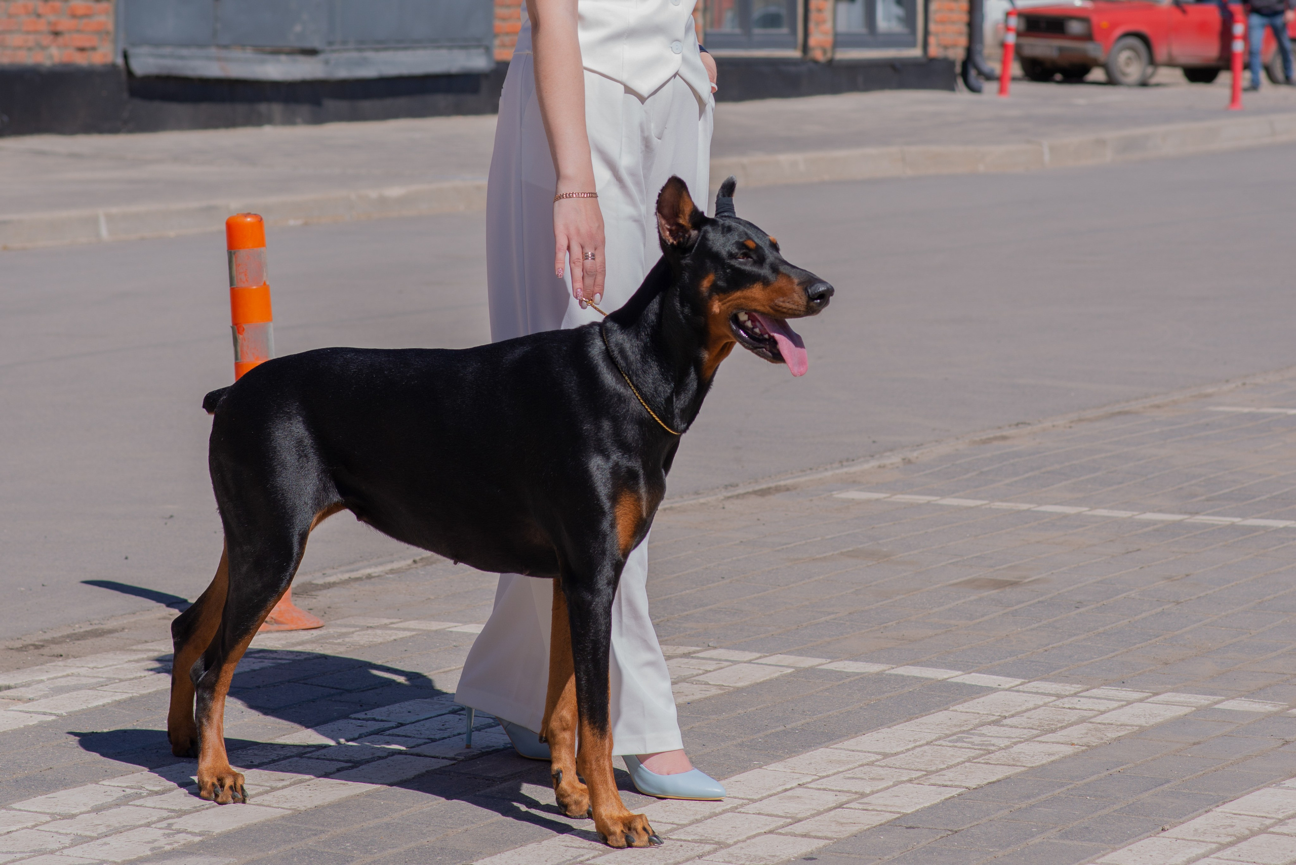 Уличная Фотопроект «Доберман». Фотограф Софья Власенко | Вологда
