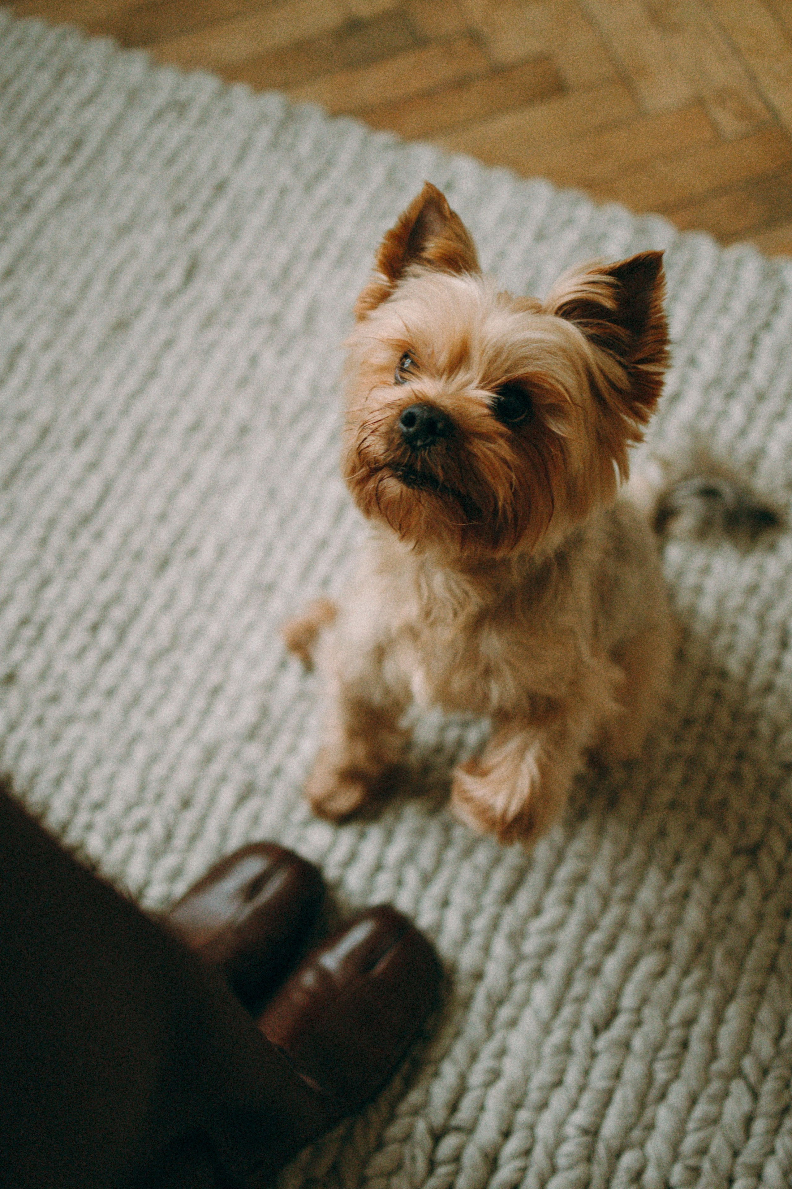 Ричард и Ксюша. Фотограф анималист Анастасия Пикей