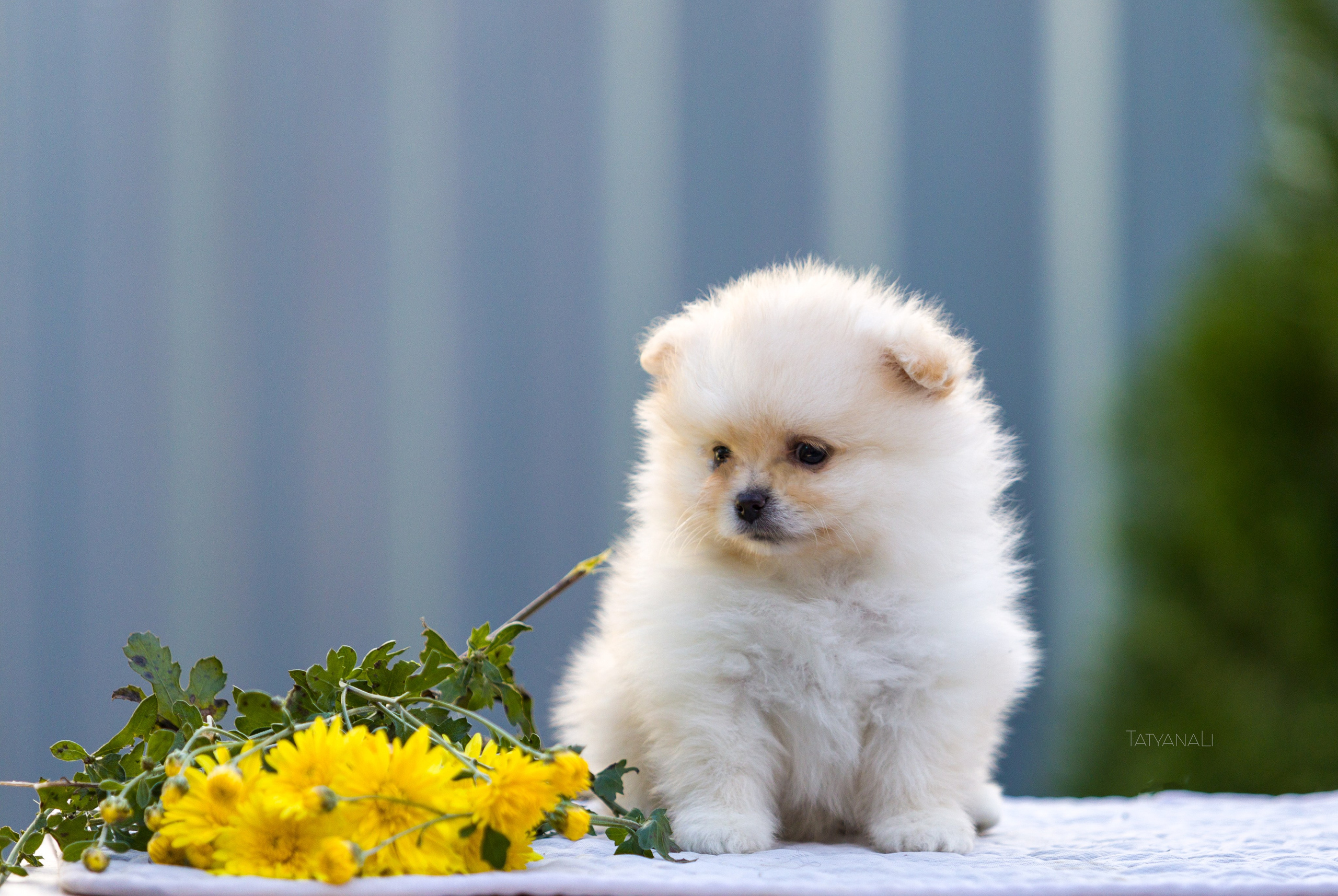 Немецкий шпиц миниатюрный. Фотограф — анималист Татьяна Ли