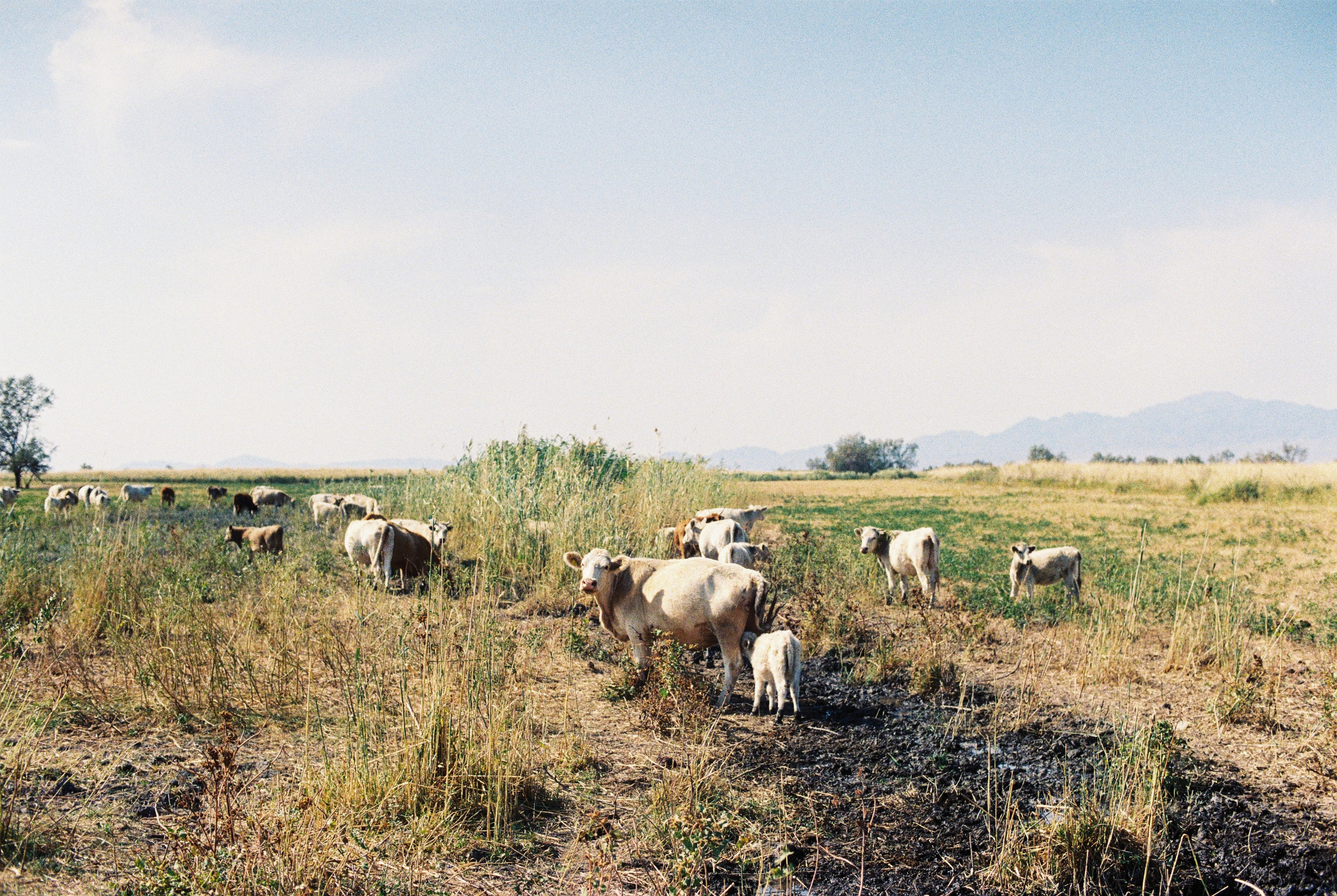 Алтын эмель/Или/Курты, плёнка 2025. Фотограф в Алматы — Алексей Коньков | Репортаж, свадьбы, портреты