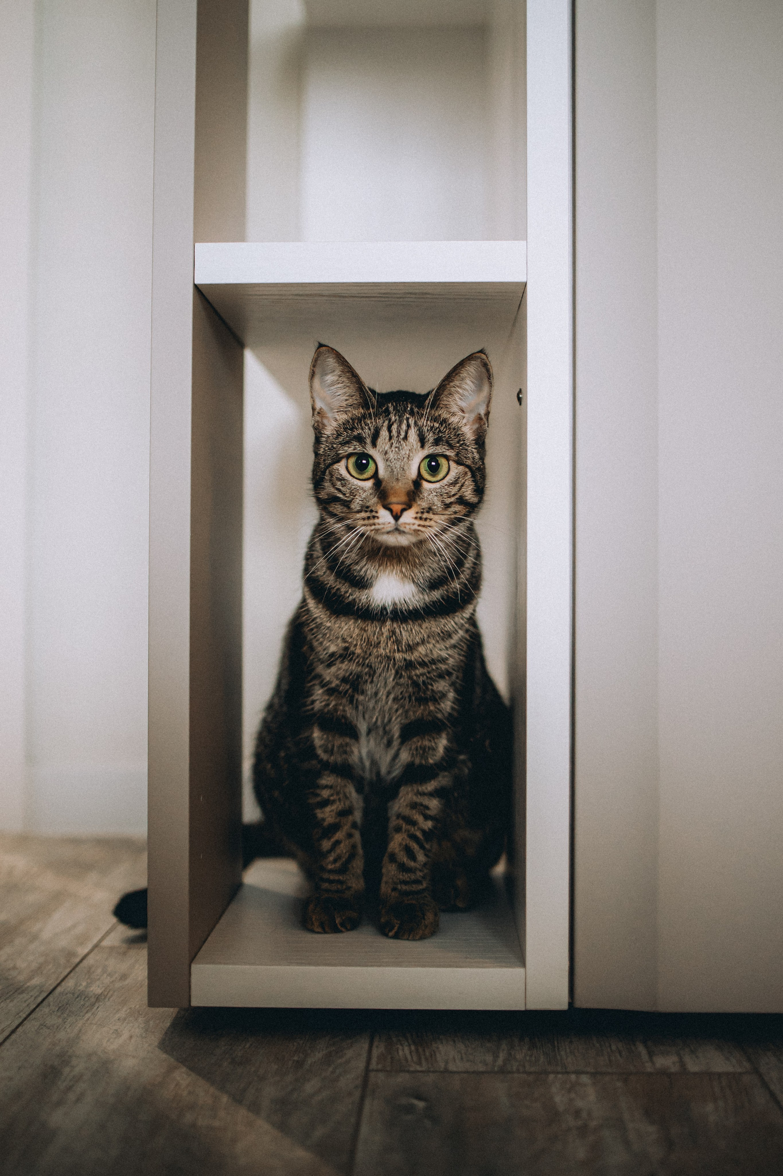 Рыся, Кепа и их семья