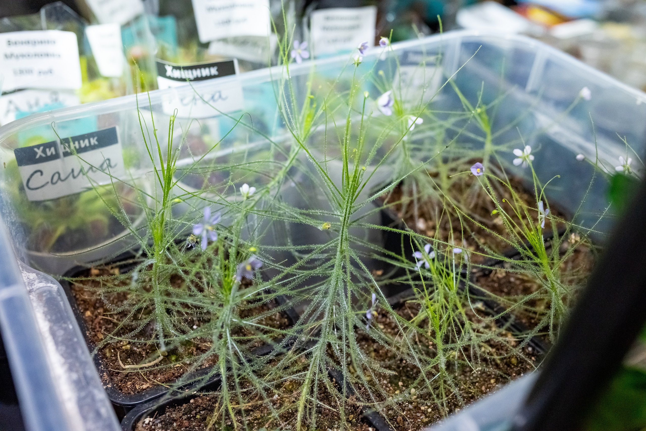 Рептилиум 2024. Александра Куликова фотограф, Москва