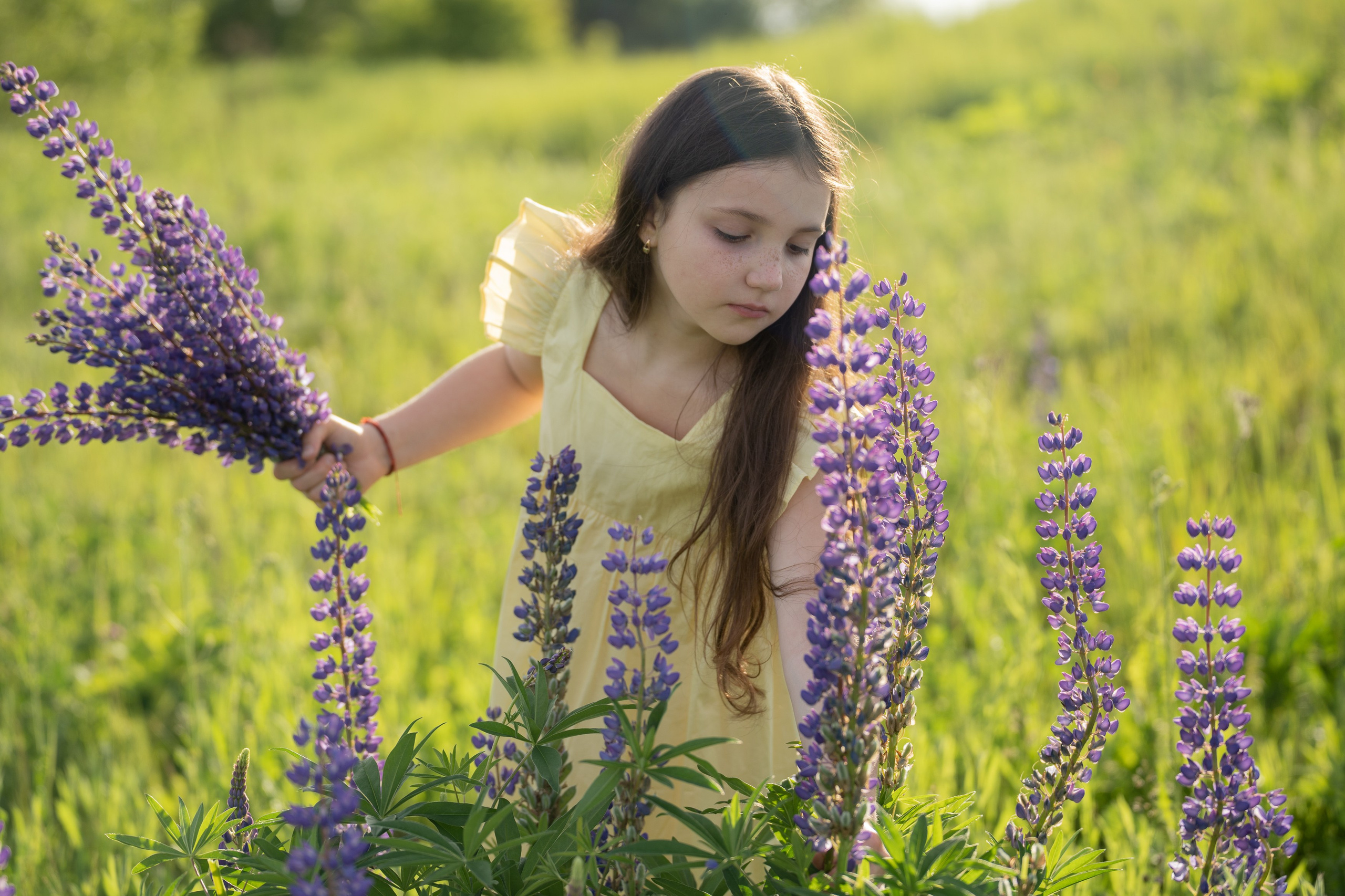 фотосессия в люпинах