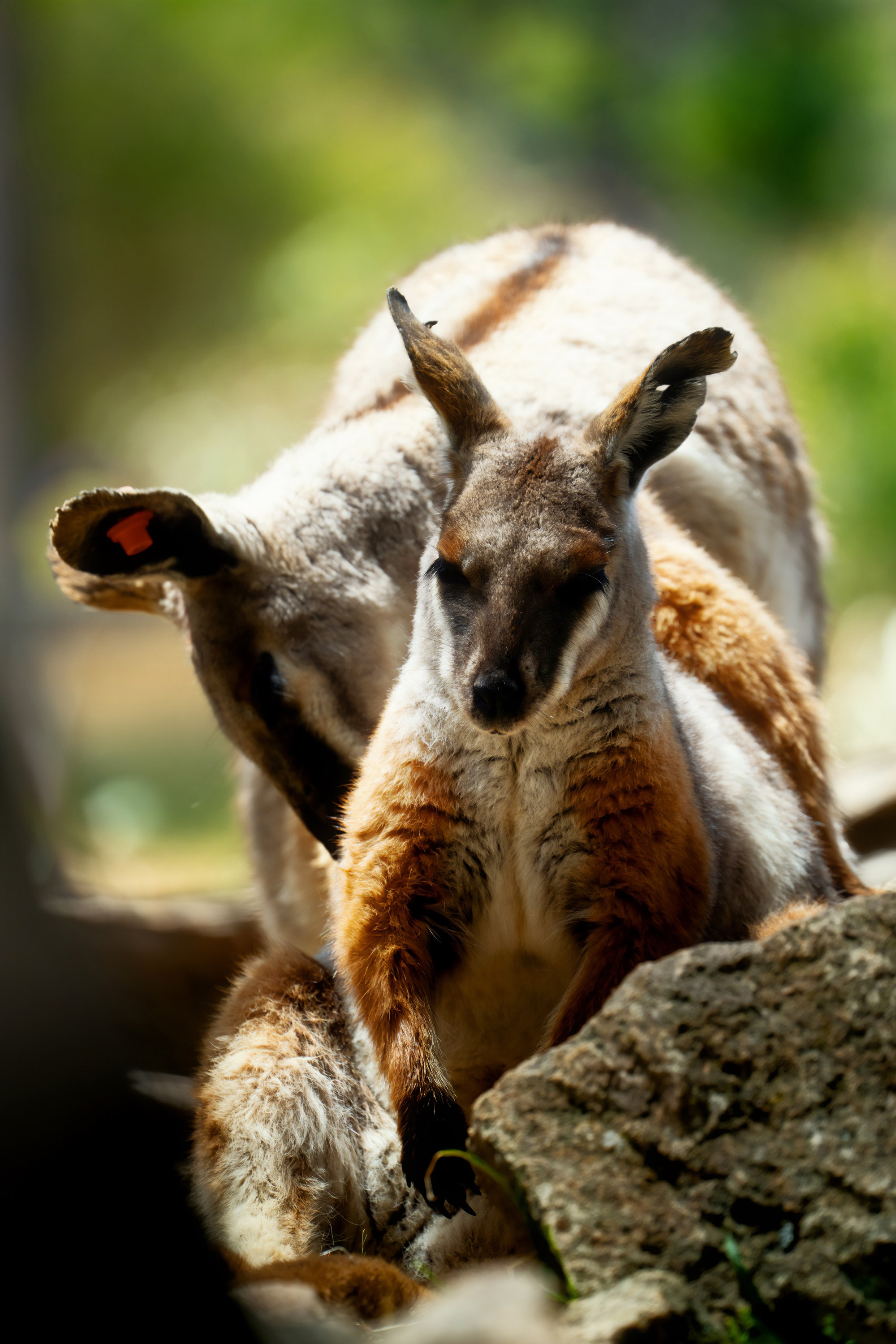 Австралия. Фотограф в Хабаровске. Фотография за 24 часа