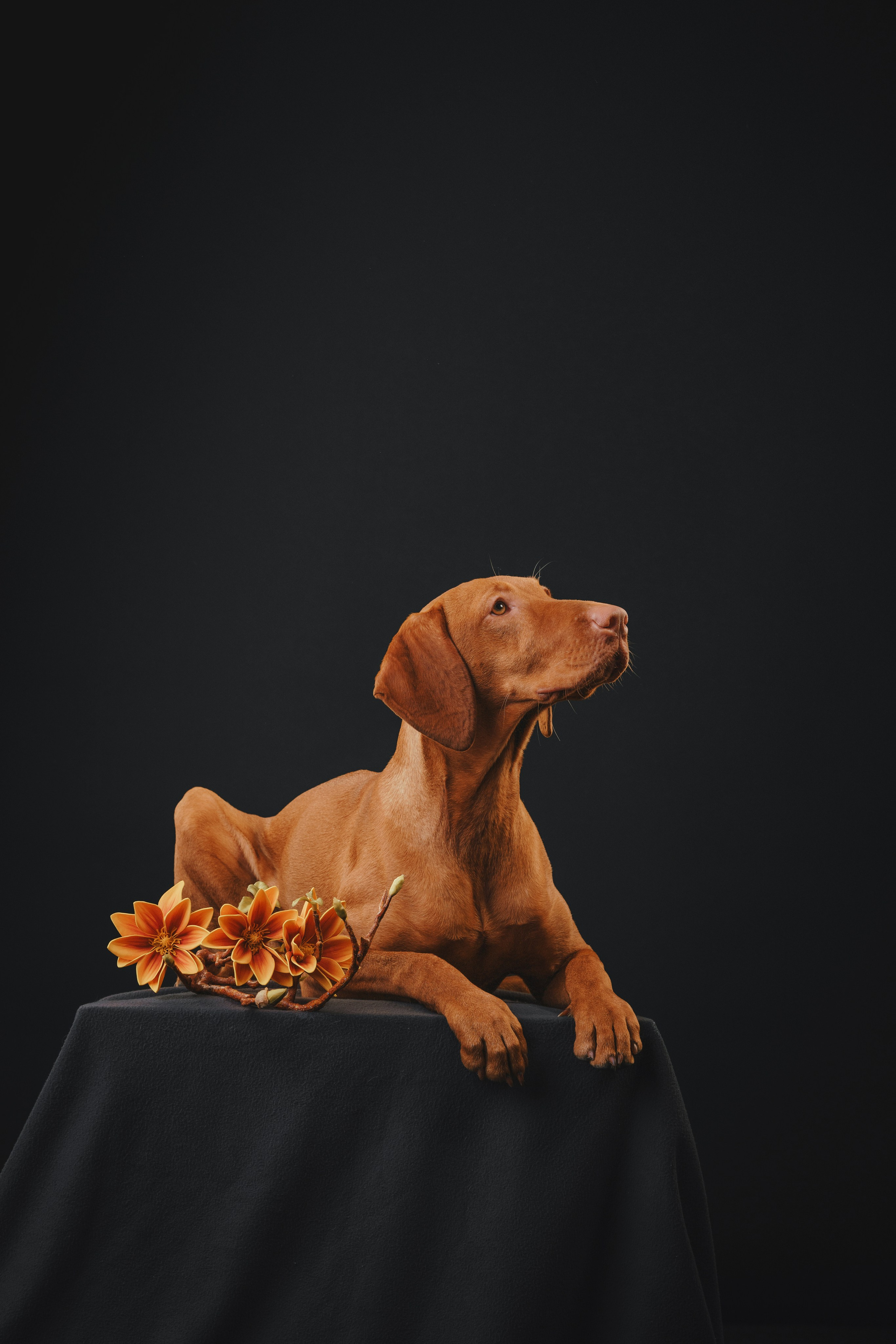 Выжла Гая. Фотограф анималист Осипчикова Мария