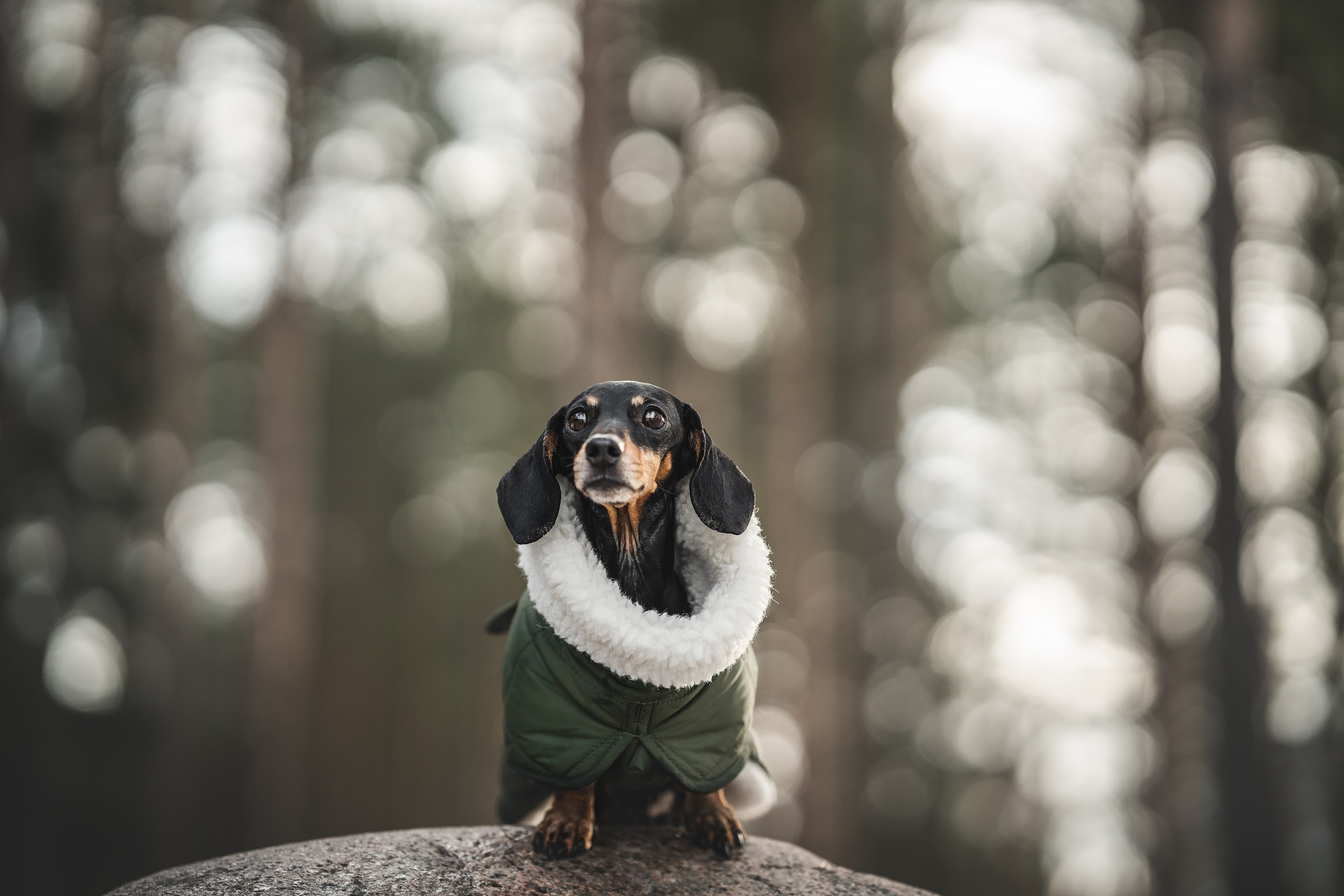 Клякса. Фотограф анималист Осипчикова Мария