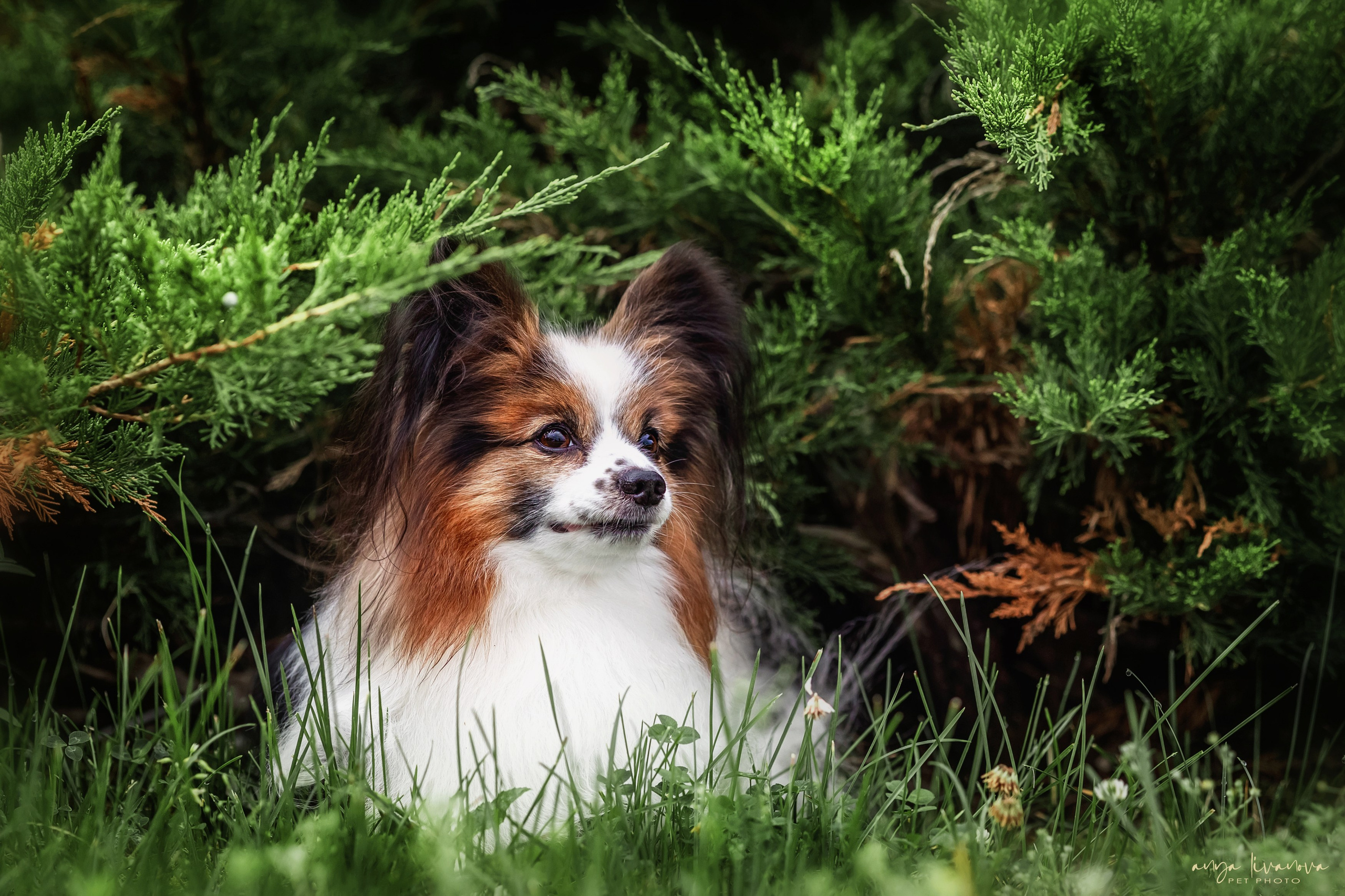 Елена и папийоны. Фотограф анималист Аня Ливанова | Рыбинск