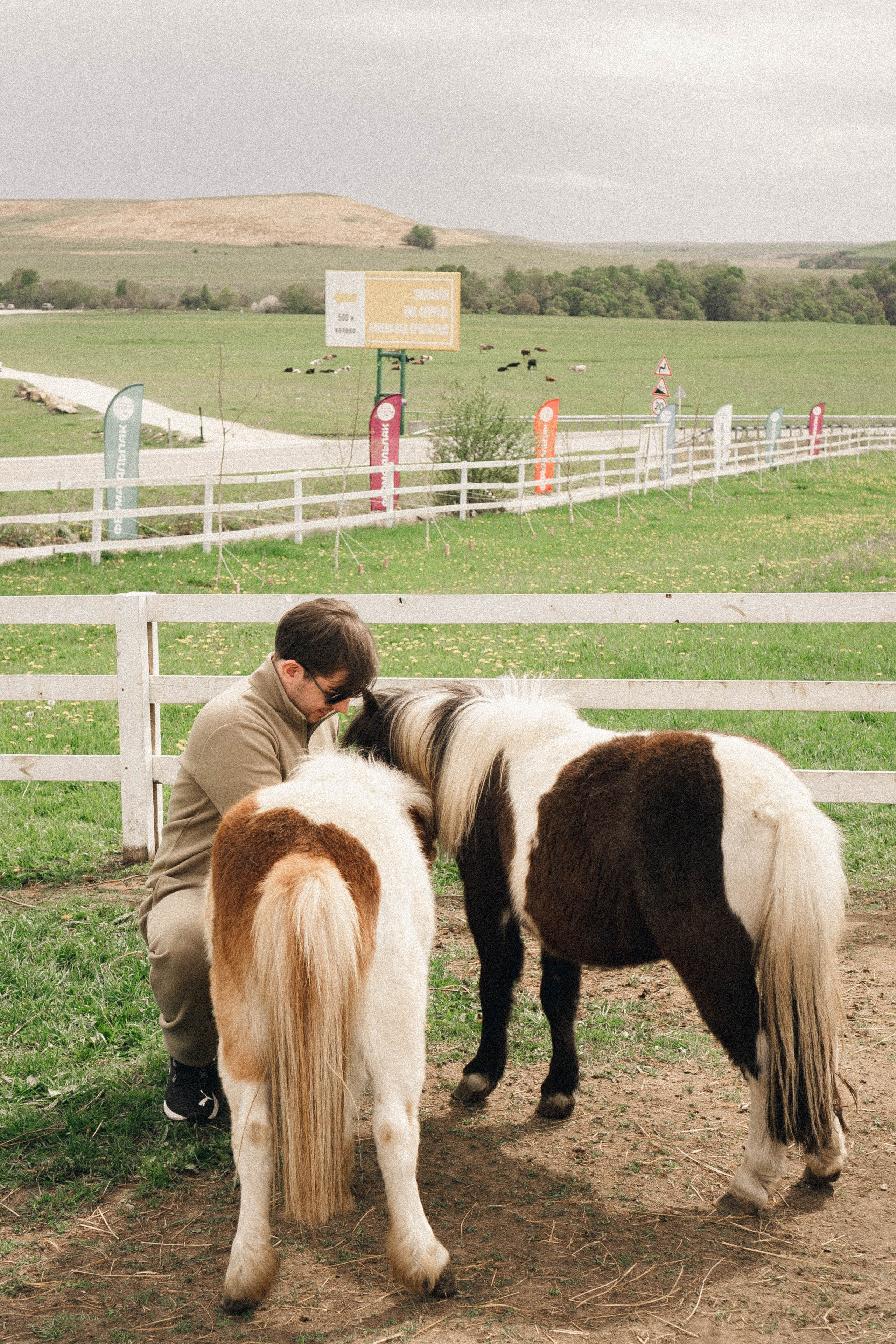 Ферма Альпак. Профессиональный фотограф, Санкт-Петербург — Виктория Богомолова