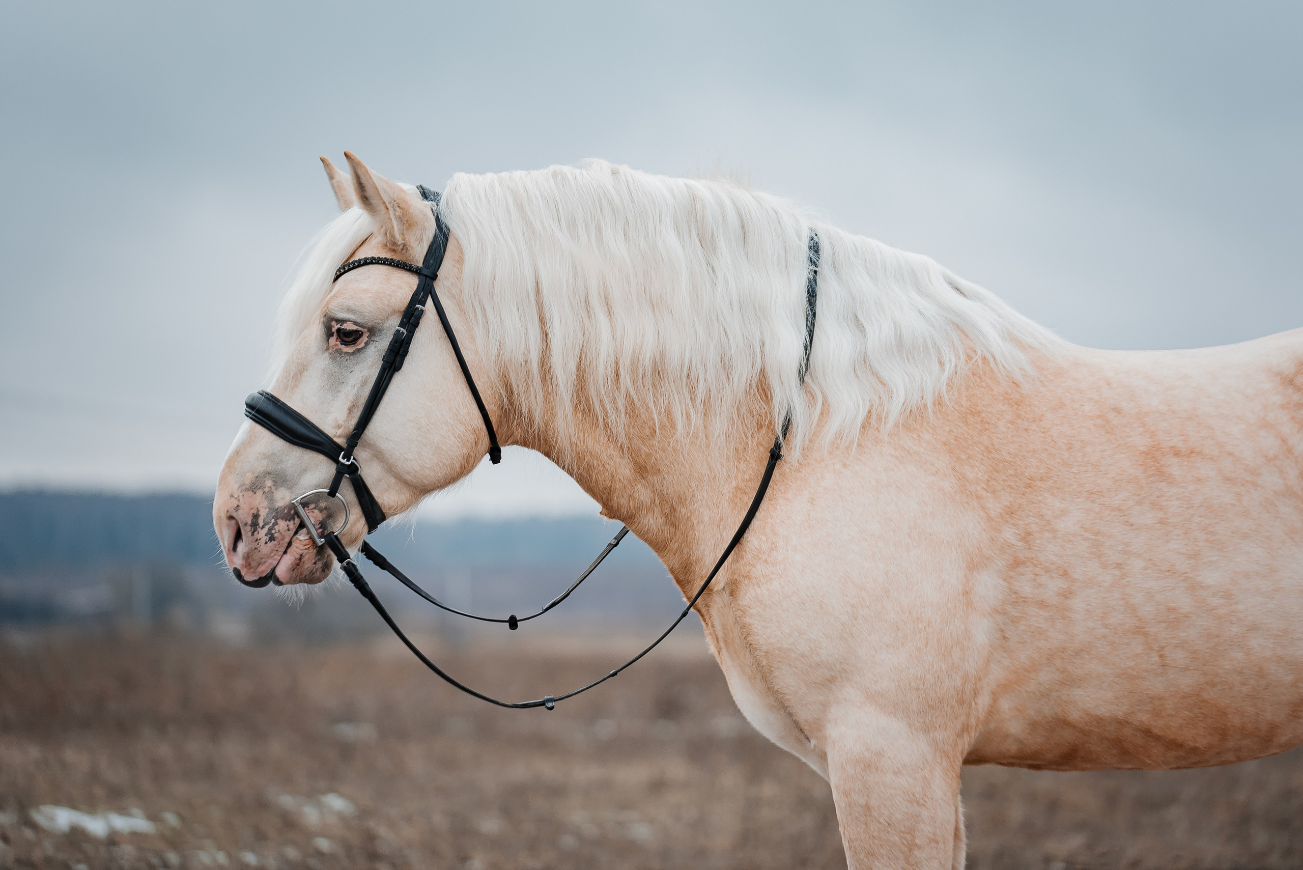 Equiestrian NES. Куракина Дарья • Конный фотограф