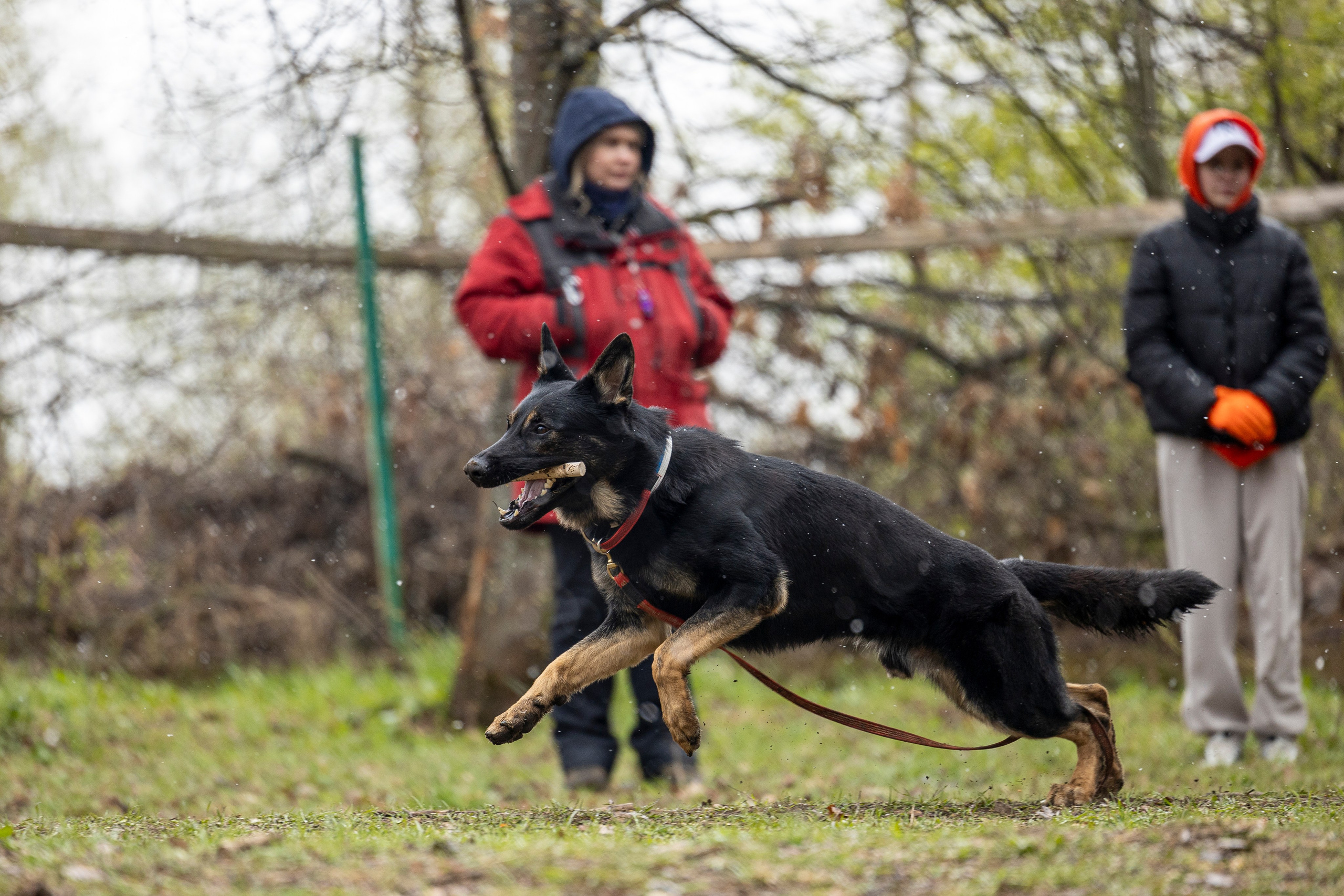 Квалификационные состязания по мондьорингу г. Вологда 11.05.24. Фотограф-анималист Анна Маринич