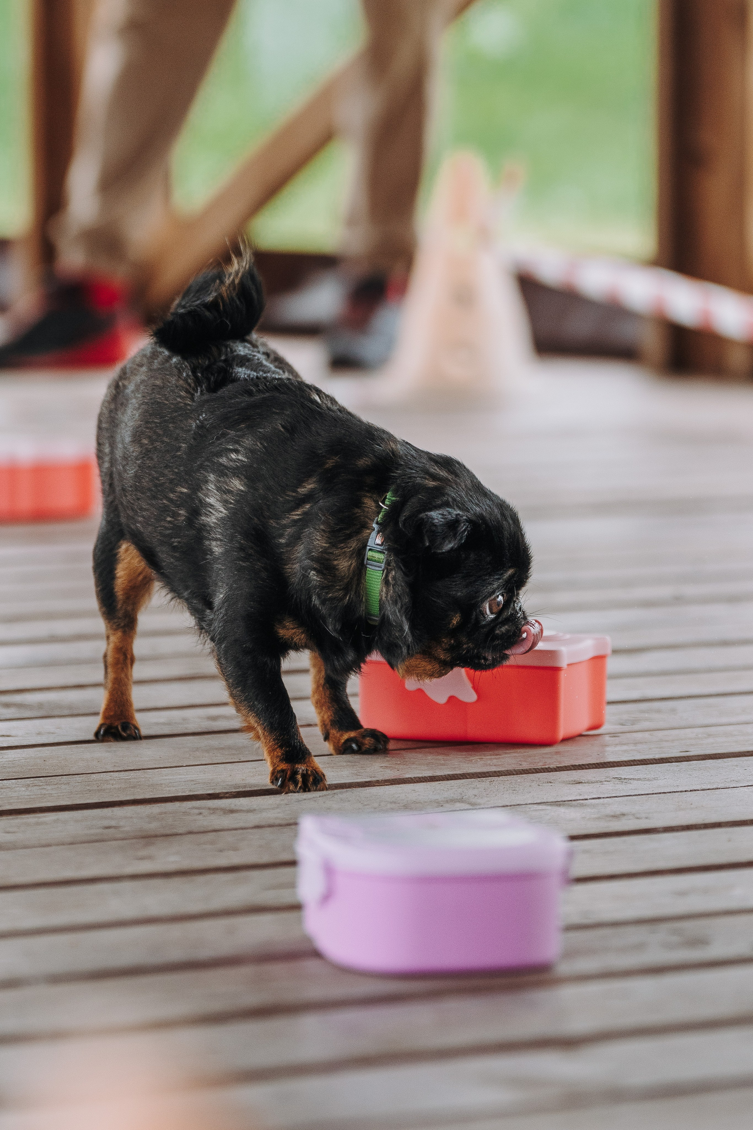 Соревнования по ноузворку в Лосево. Фотограф анималист в Спб недорого Олеся Майорова