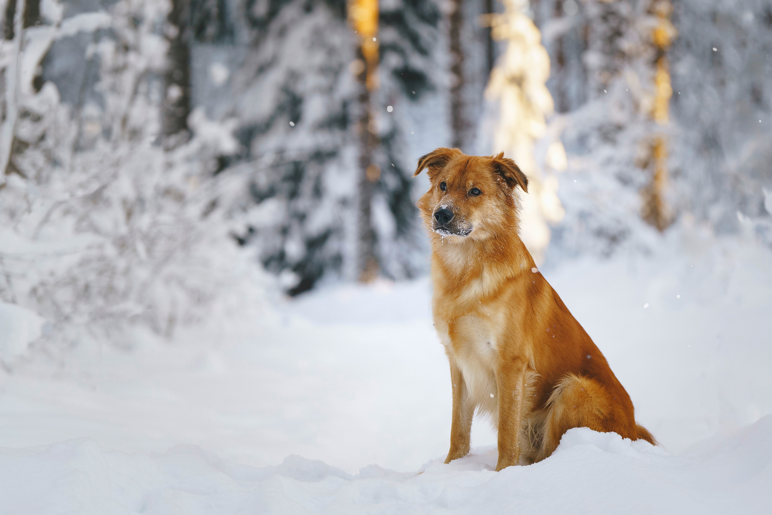 Рэй, Кузя, Ольга и Александр. Фотограф анималист в Спб недорого Олеся Майорова