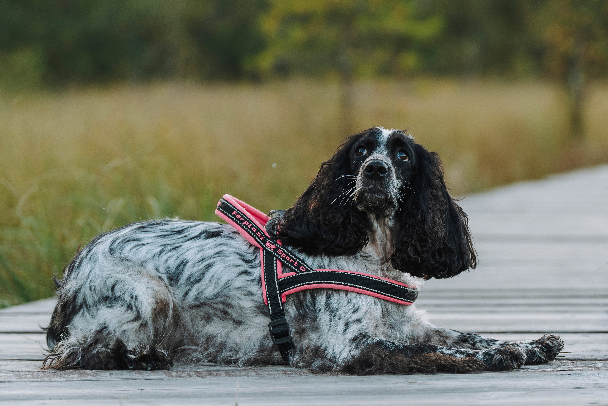 Аня и Тея. Фотограф анималист в Спб недорого Олеся Майорова