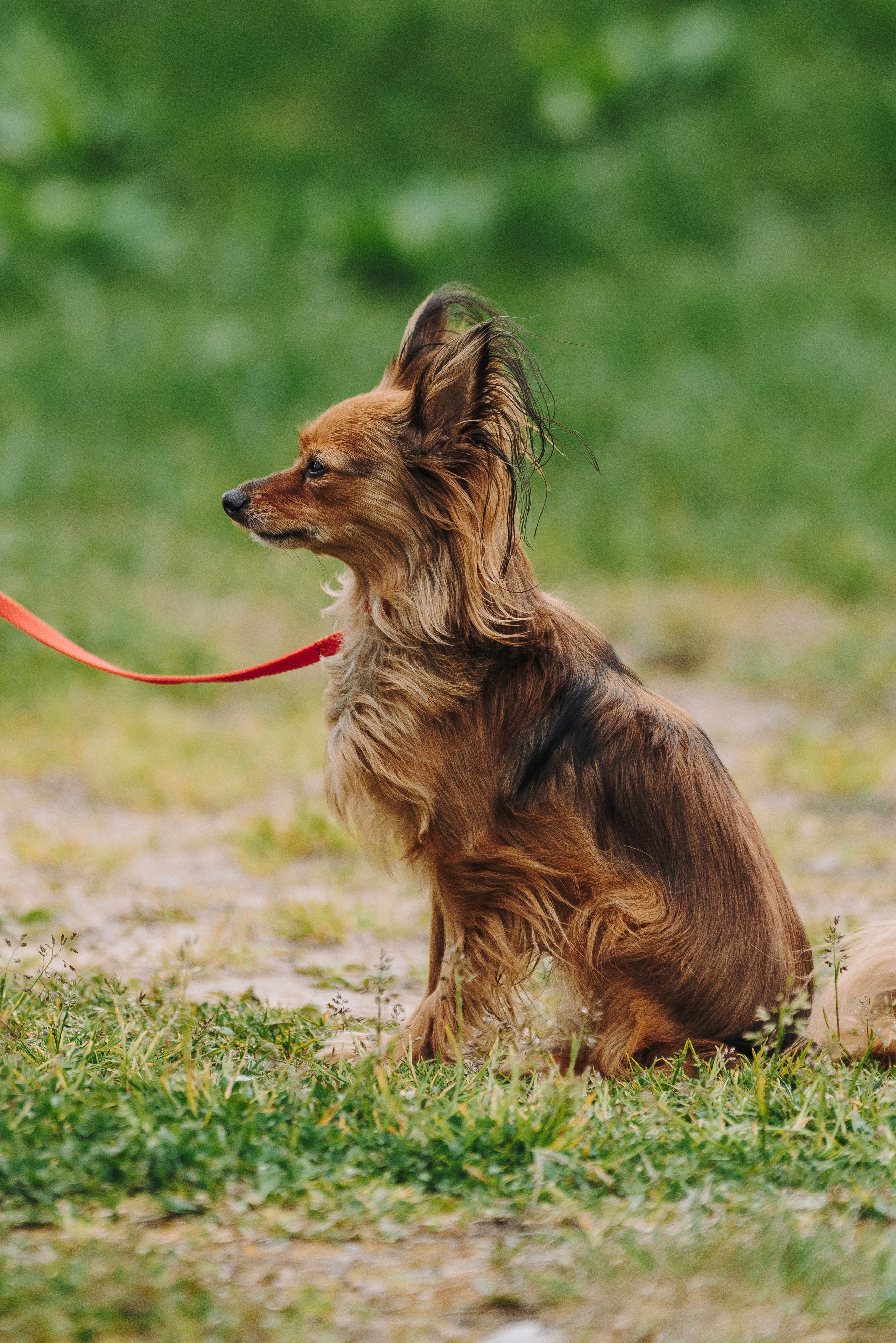 Соревнования по ноузворку в Лосево. Фотограф анималист в Спб недорого Олеся Майорова