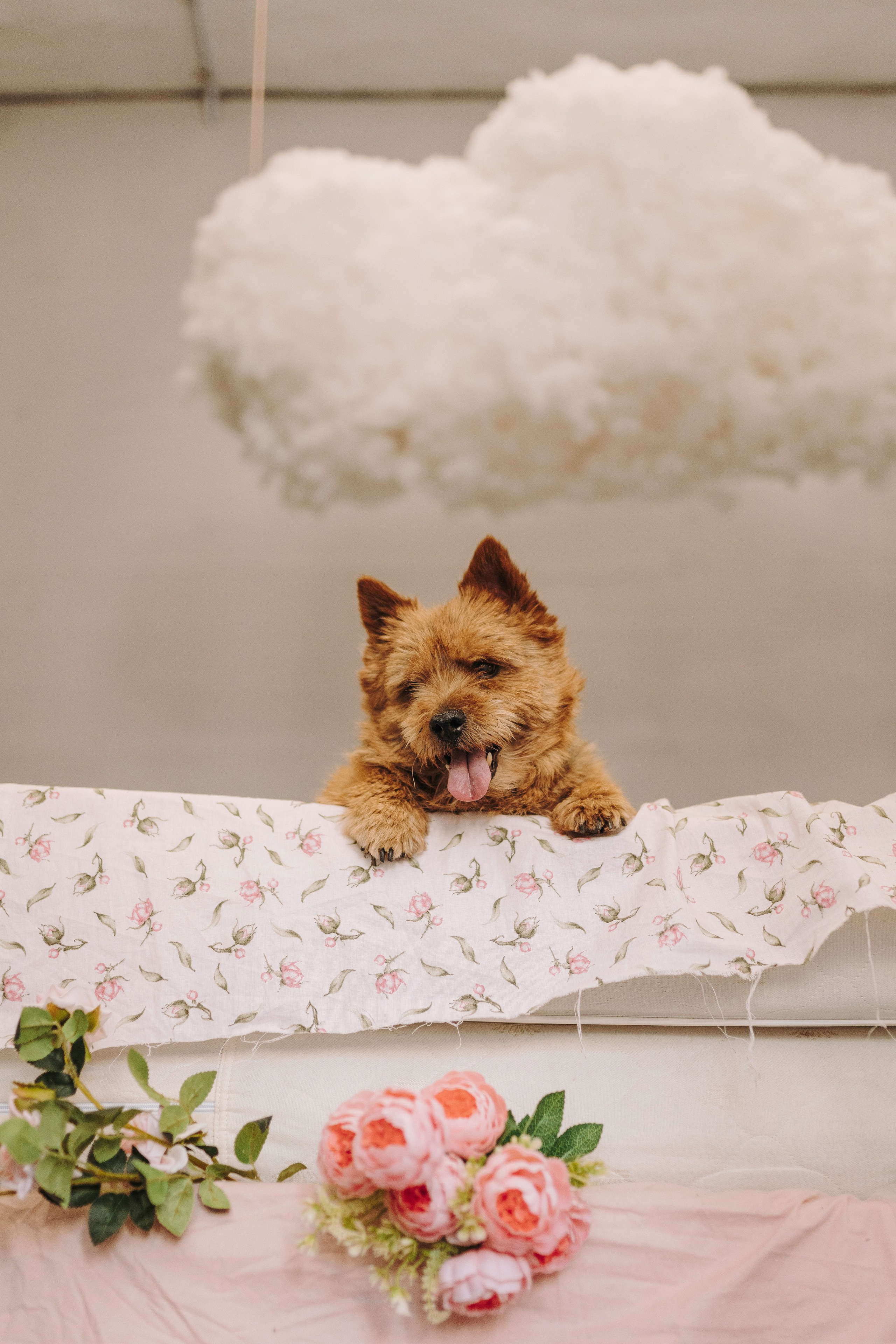 Маша и Рамси. Фотограф анималист в Спб недорого Олеся Майорова