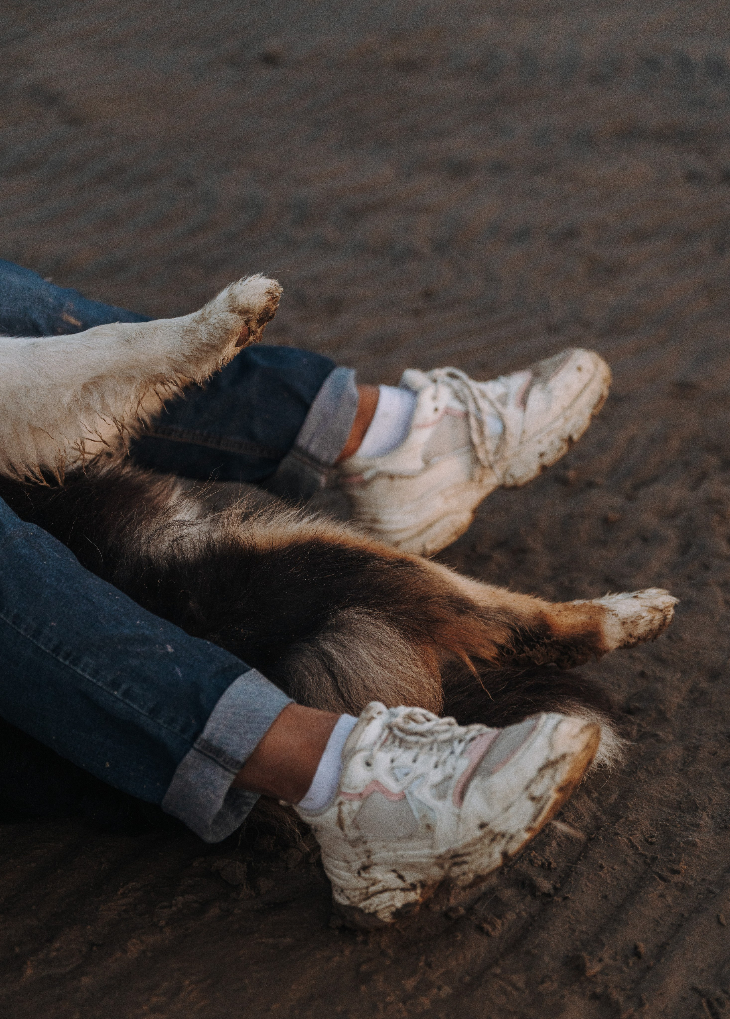 Фотограф анималист в Спб. Фотограф анималист в Спб недорого Олеся Майорова