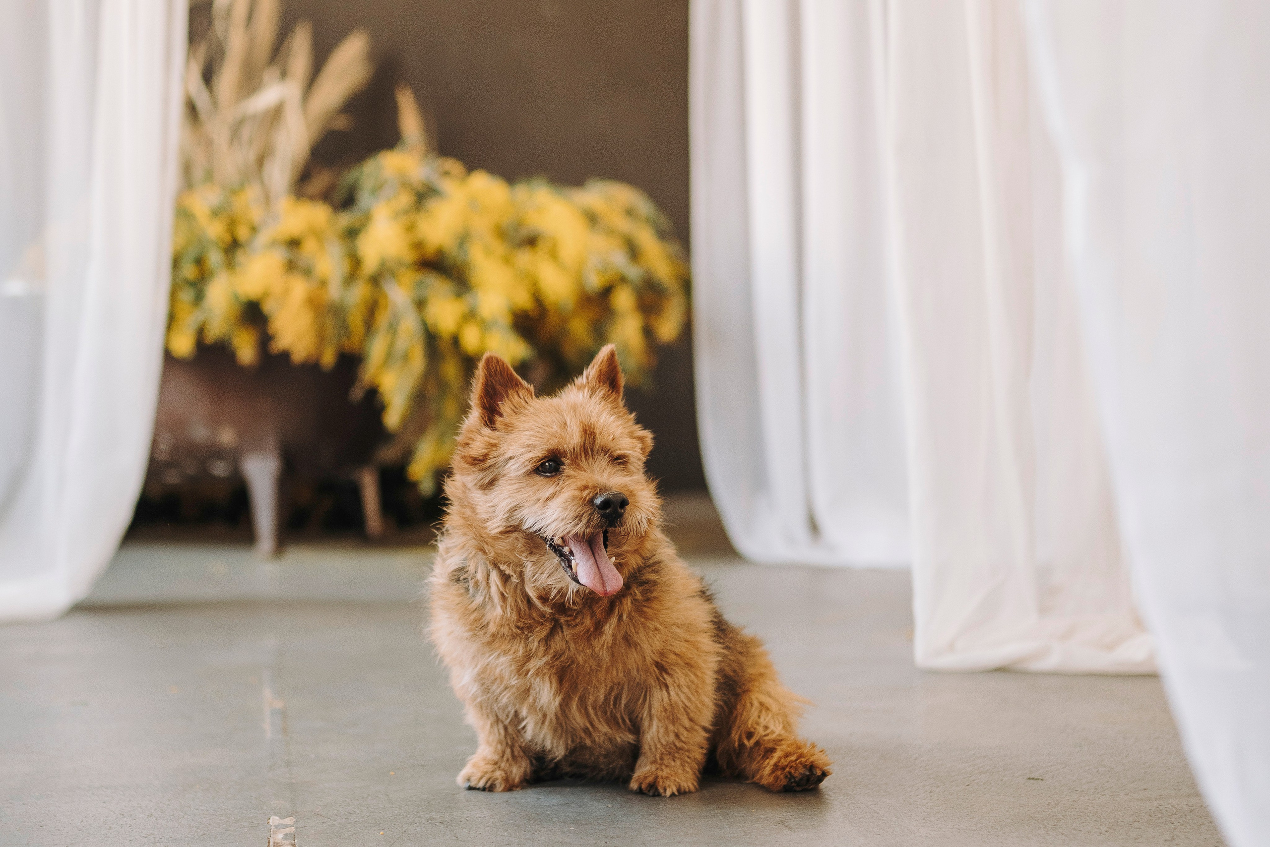 Маша и Рамси. Фотограф анималист в Спб недорого Олеся Майорова