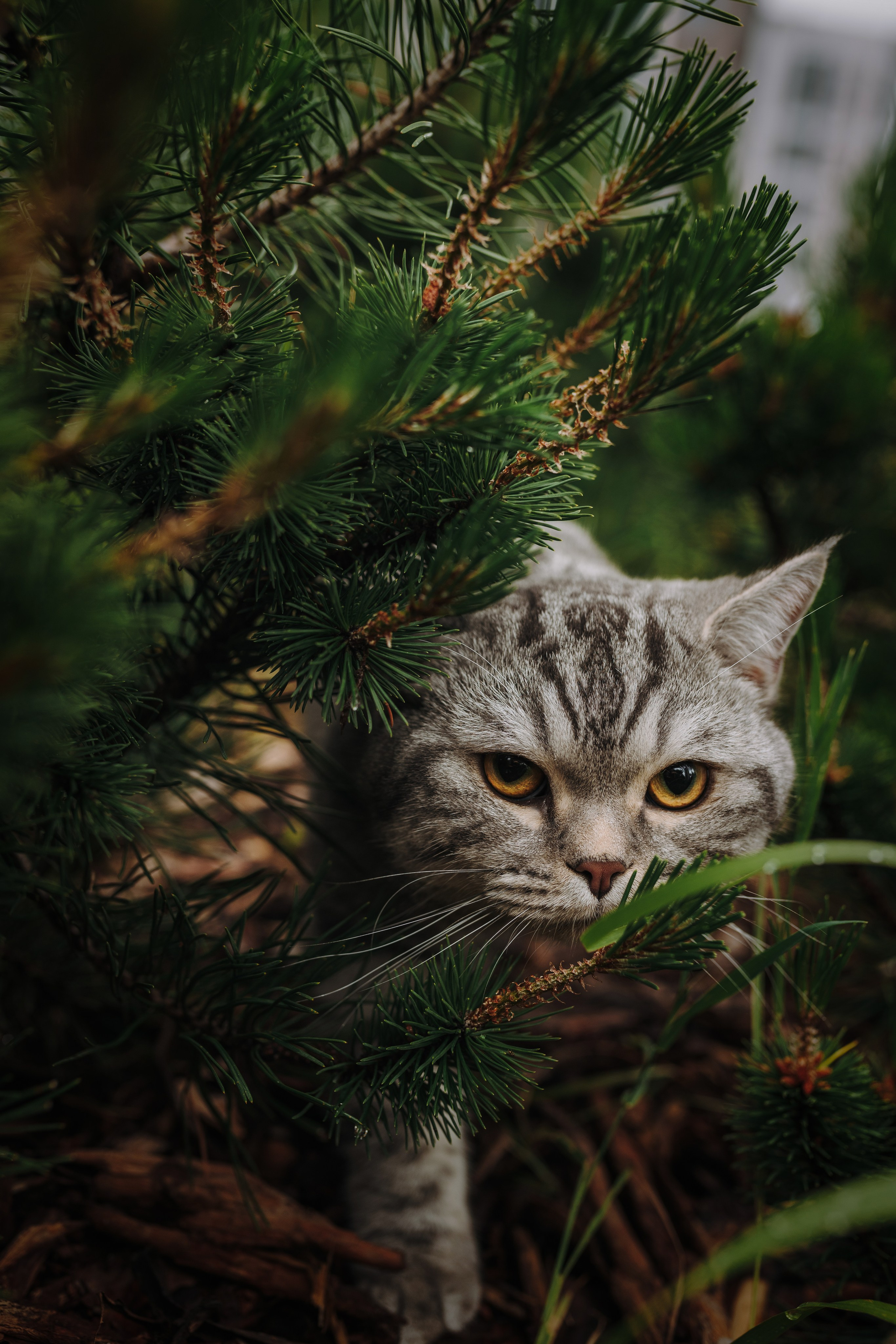 Портфолио кошки, фотограф Олеся Майрова. Фотограф анималист в Спб недорого Олеся Майорова
