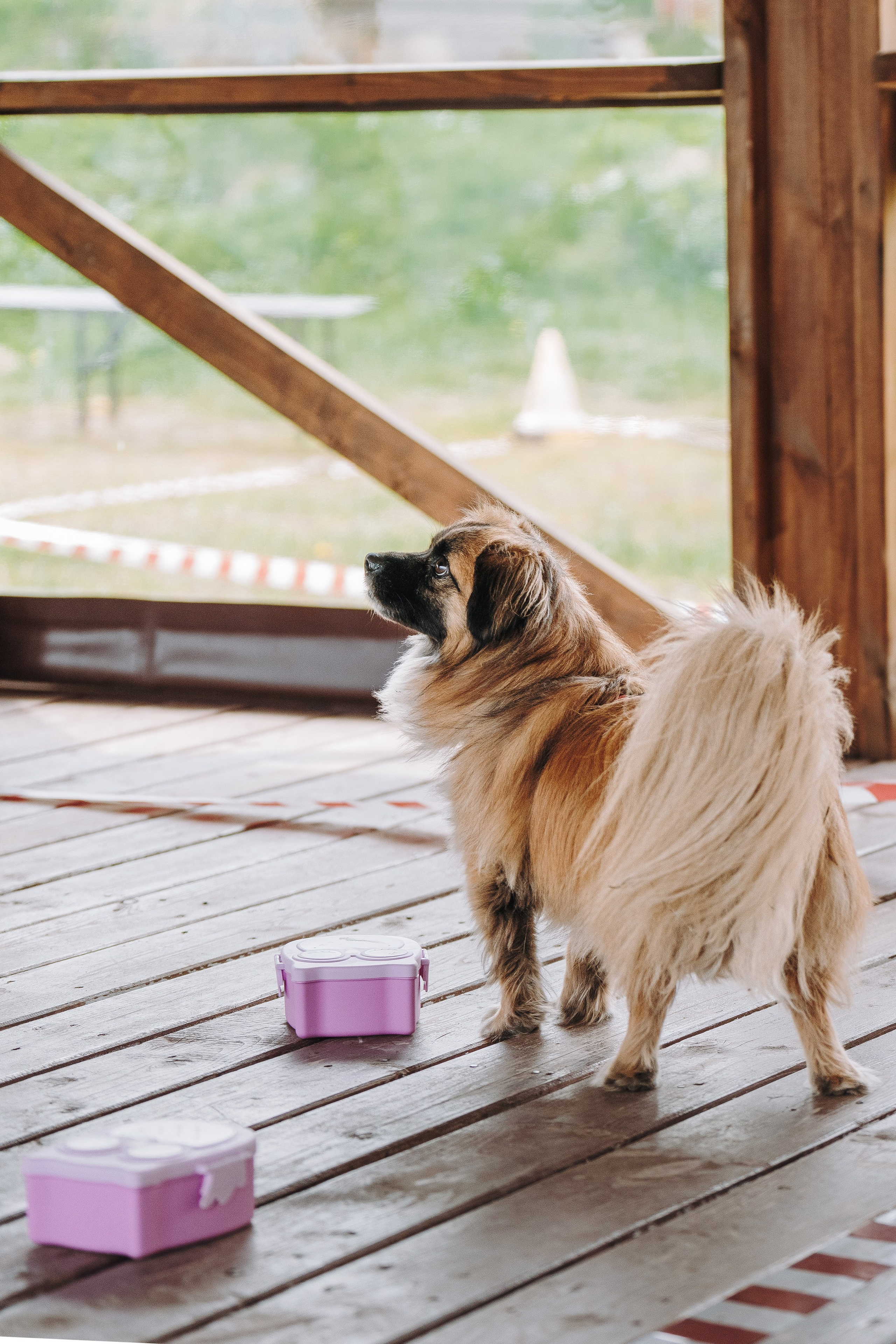 Соревнования по ноузворку в Лосево. Фотограф анималист в Спб недорого Олеся Майорова