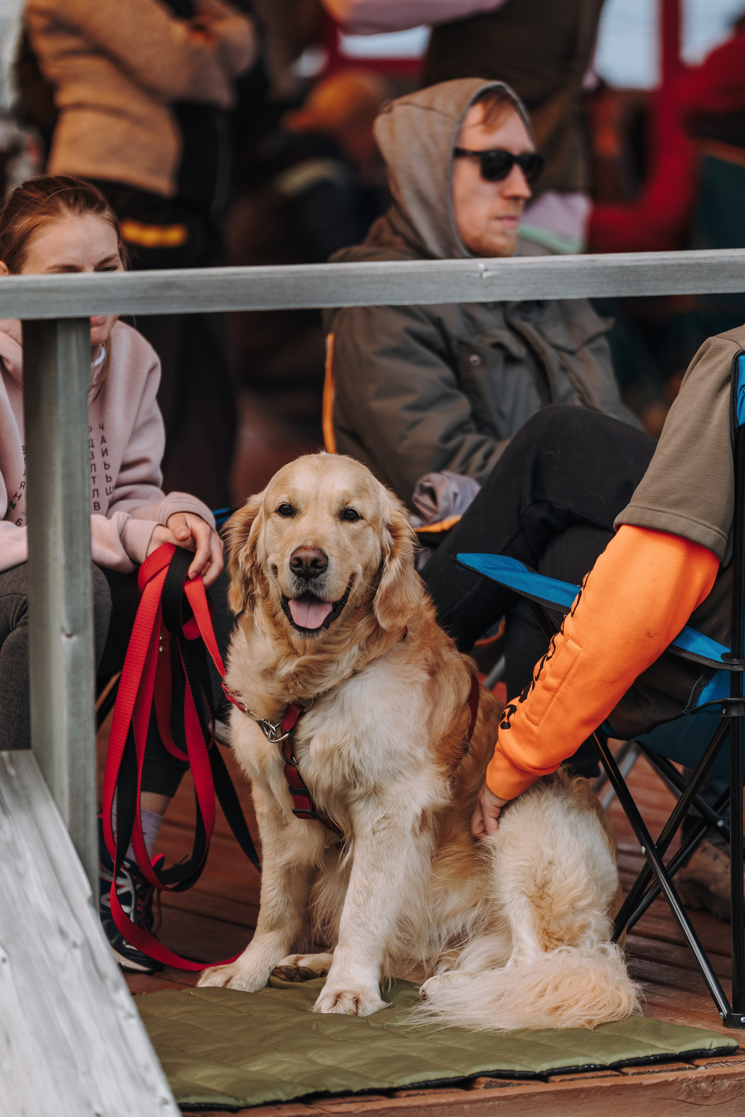 Соревнования по ноузворку в Лосево. Фотограф анималист в Спб недорого Олеся Майорова