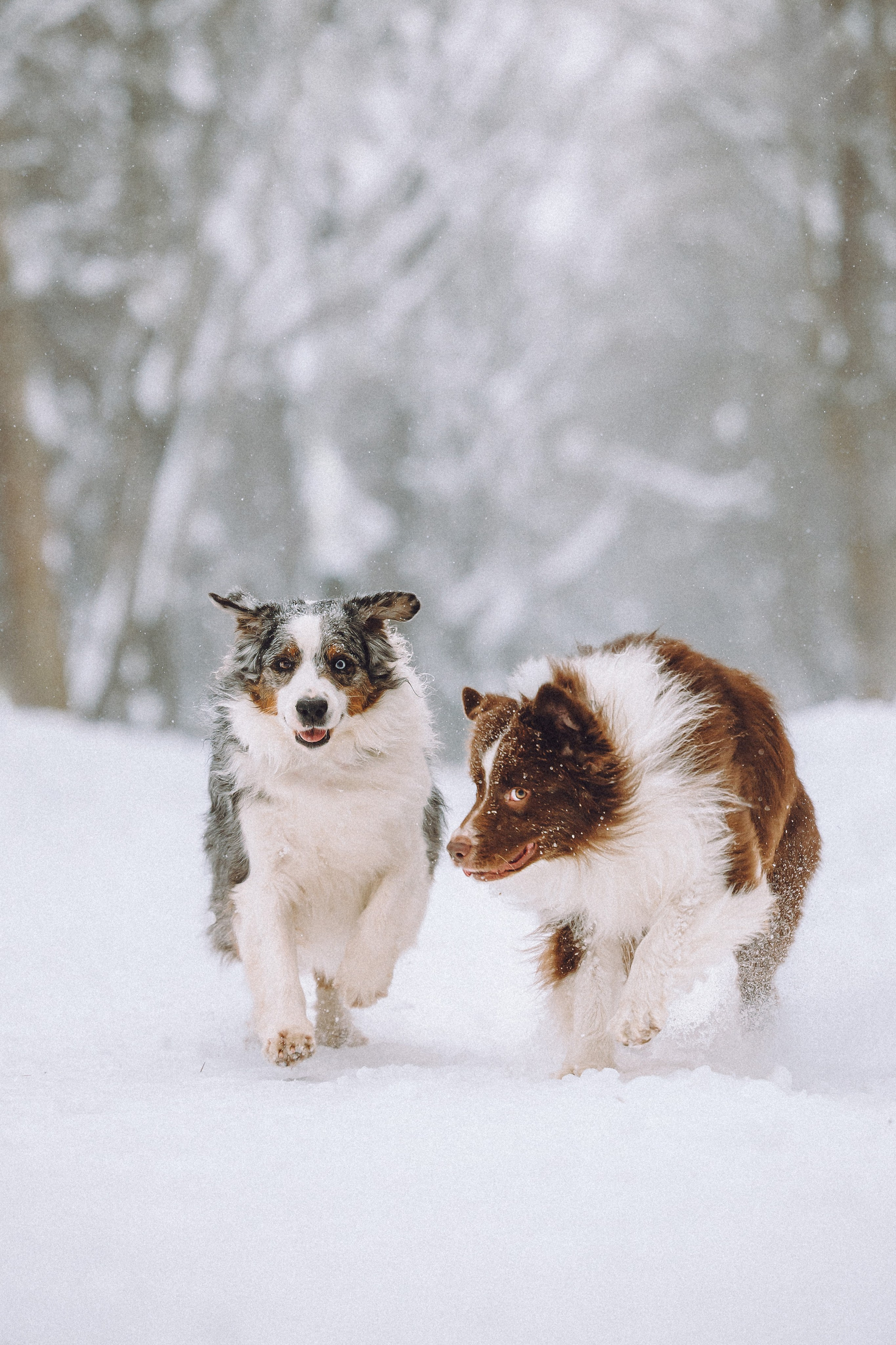 Лена, Принц и Фенек