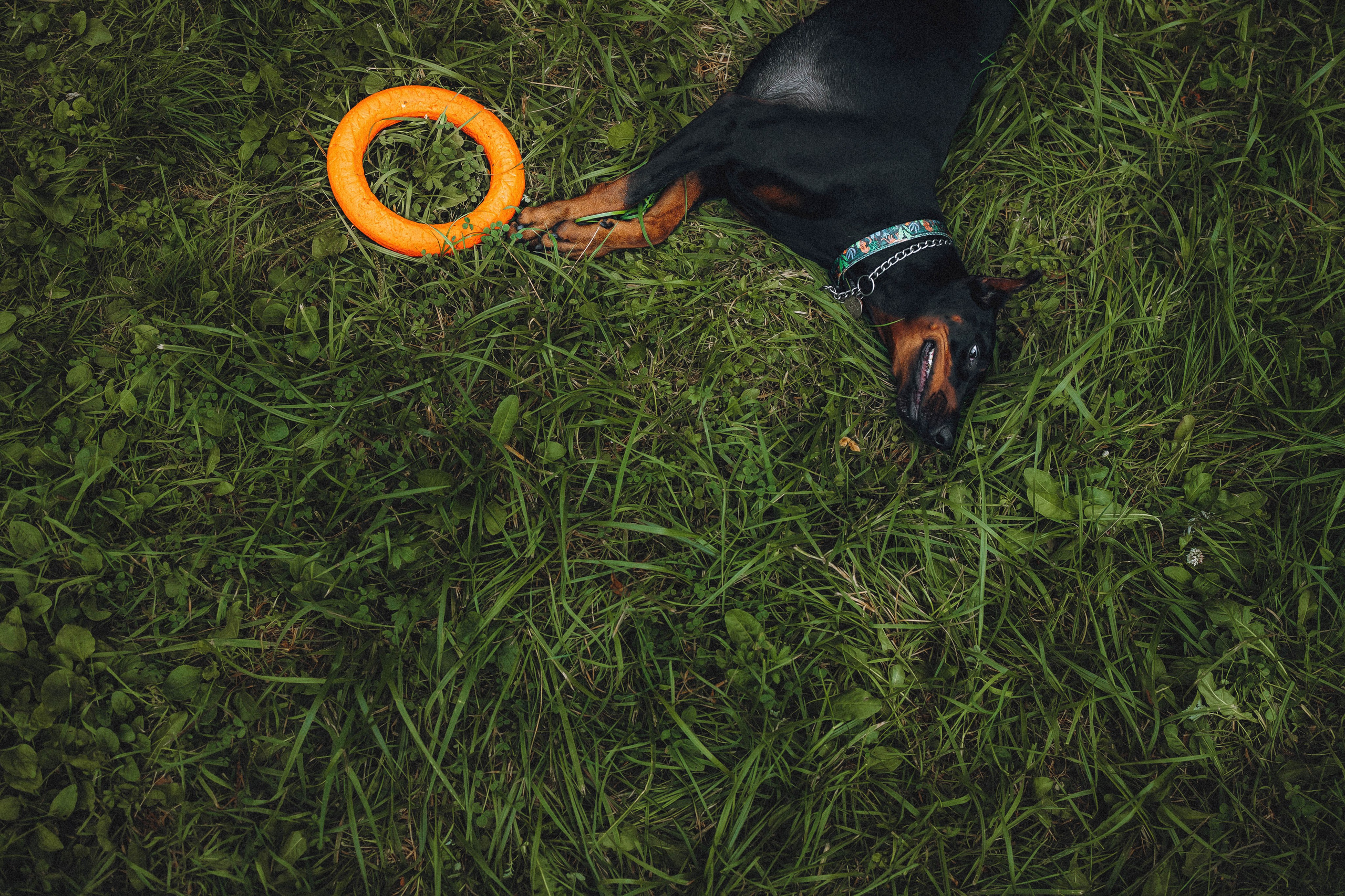 Паша и Хайди