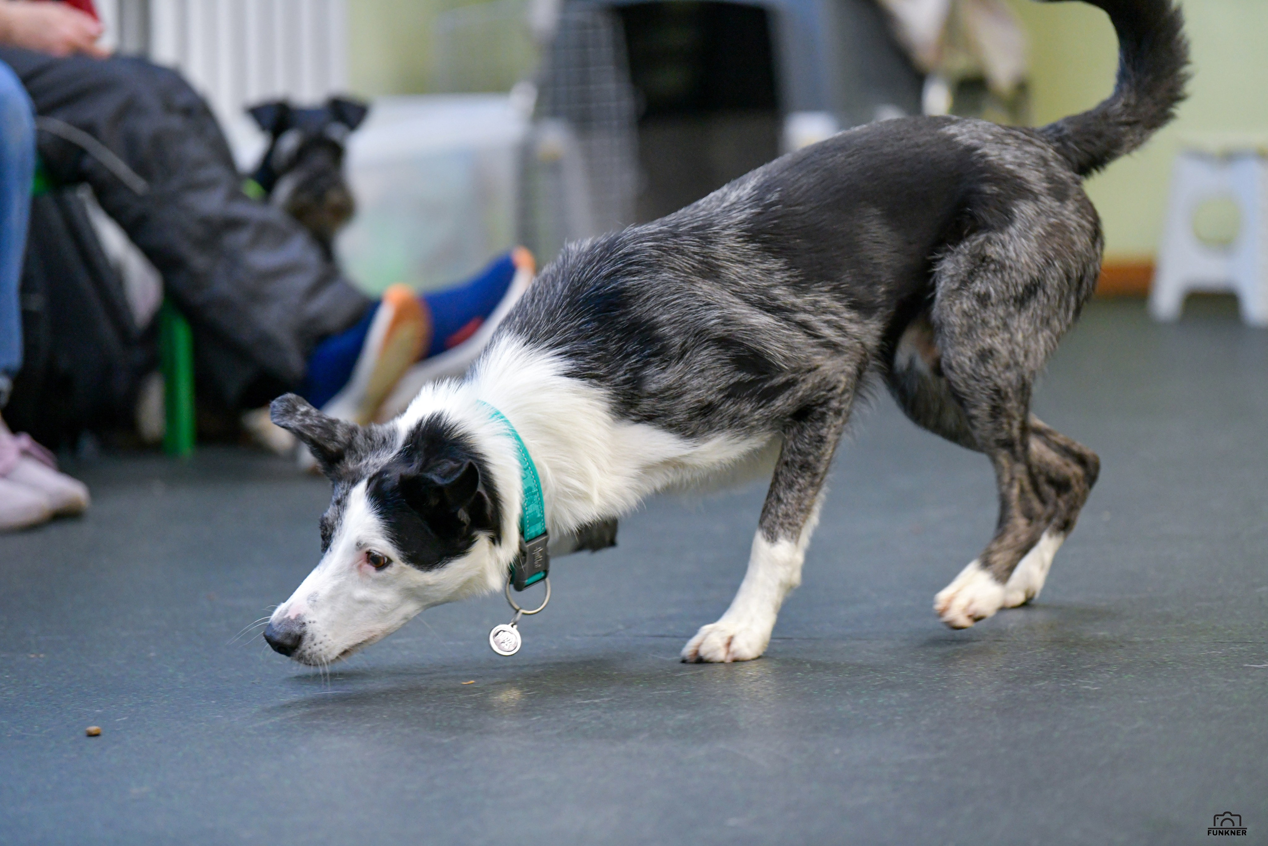 Кинологический клуб «Бодрый хвост». Свой взгляд через объектив