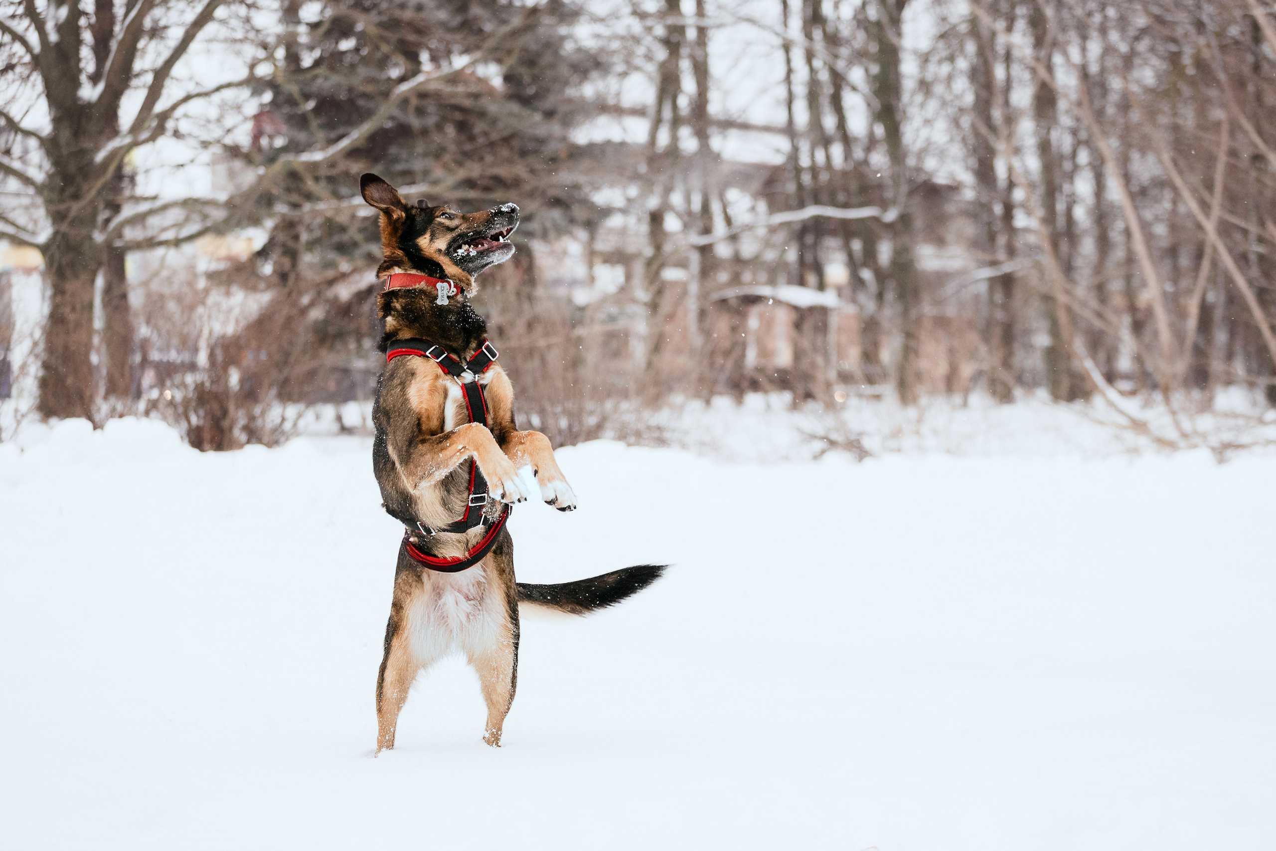 Собаки из приюта Дубовая роща зима. Фотограф-анималист Татьяна Степанова
