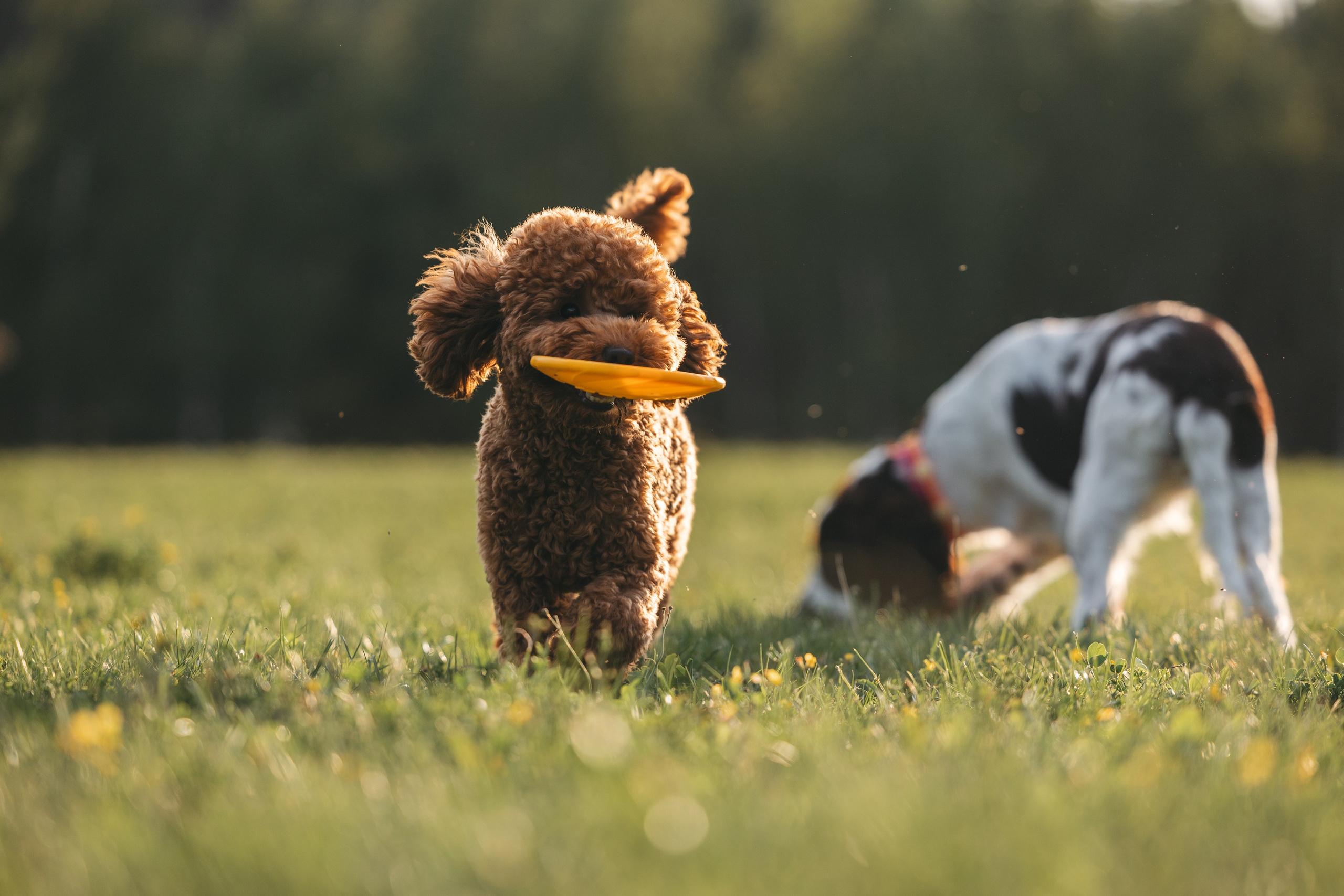 На закате. Фотограф Анималист в Москве Анастасия Жучкова