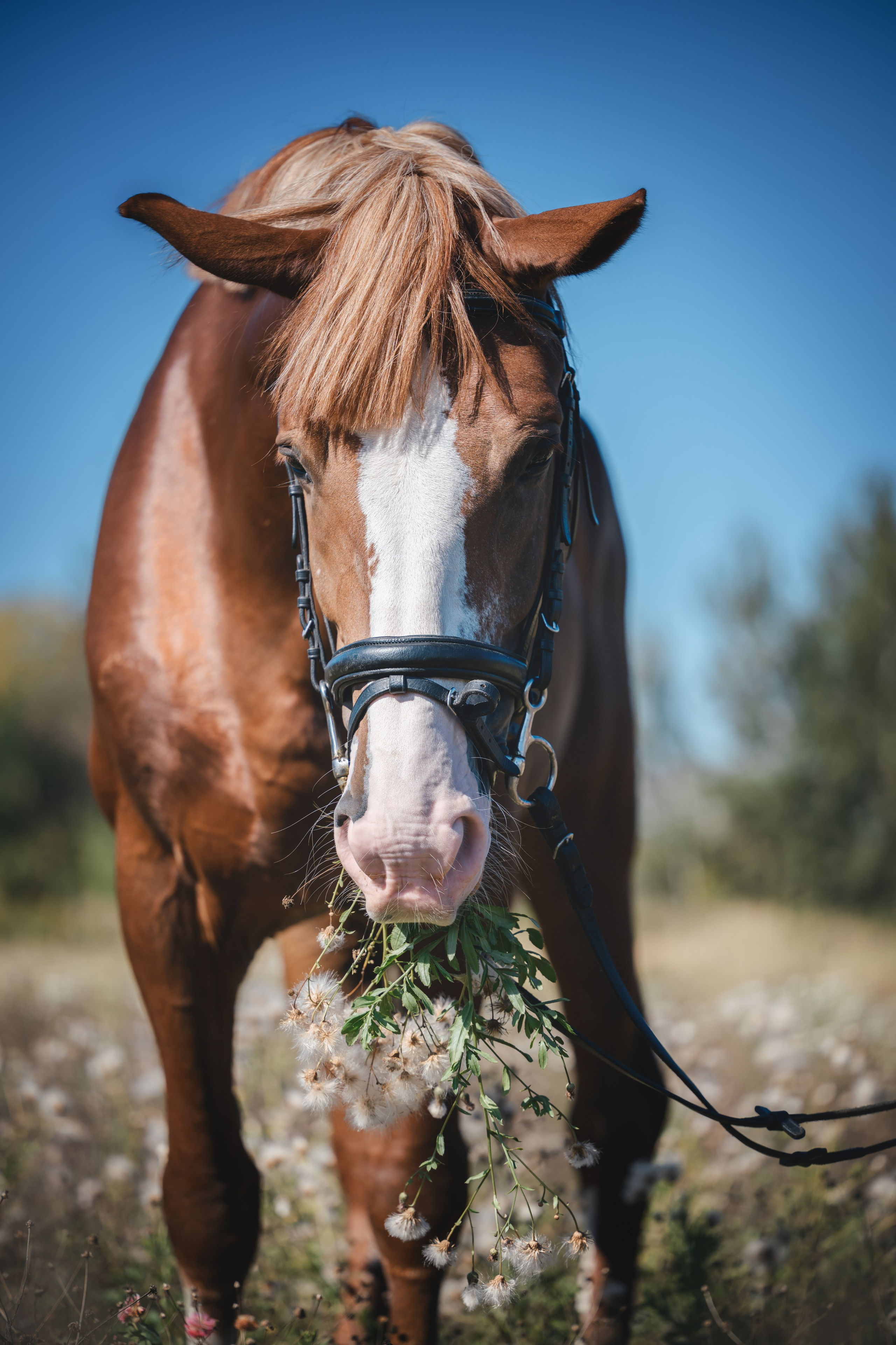 Виктория и Лео. Фотограф Анималист в Москве Анастасия Жучкова