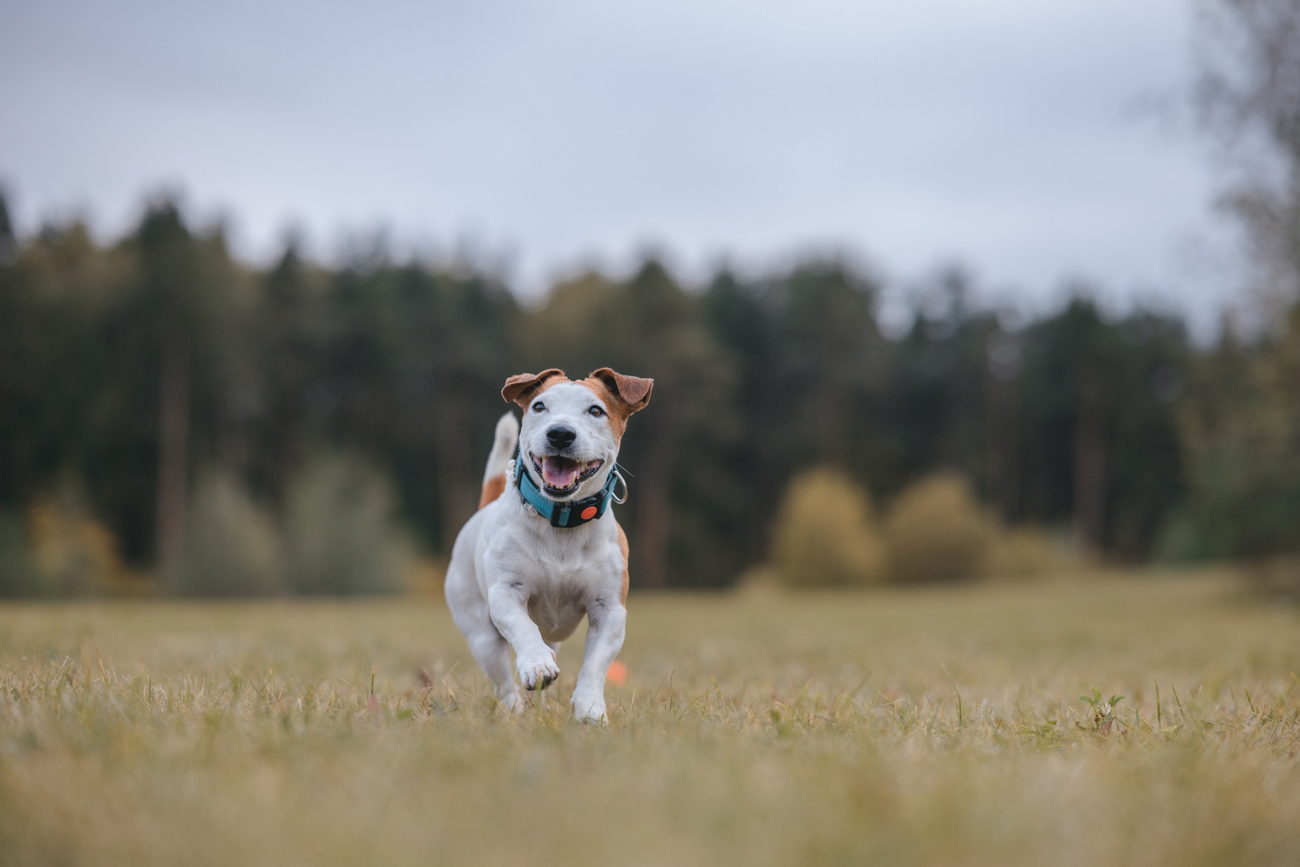 Юлиана и Риф. Фотограф Анималист в Москве Анастасия Жучкова