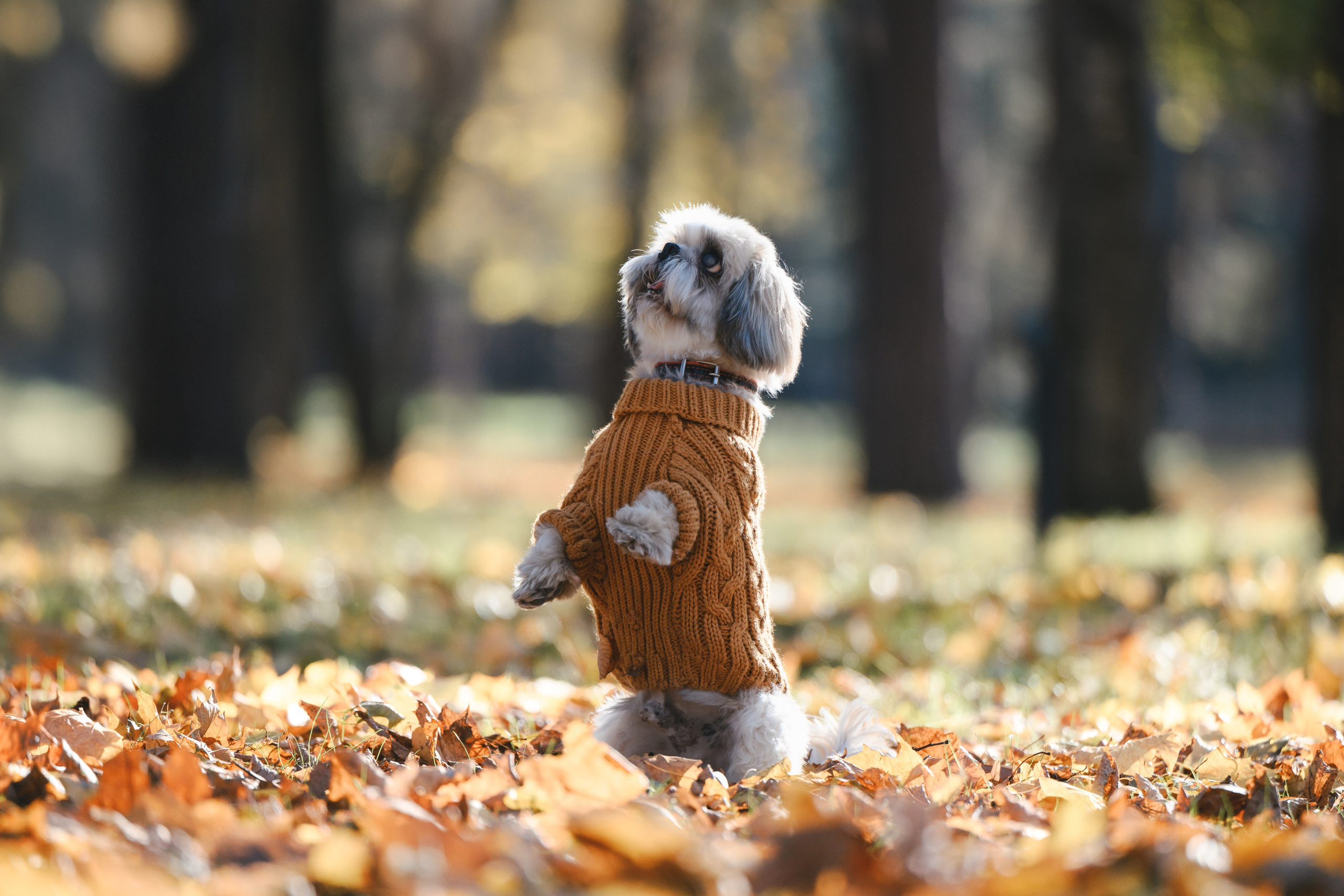 Ирина и Винни. Фотограф Анималист в Москве Анастасия Жучкова