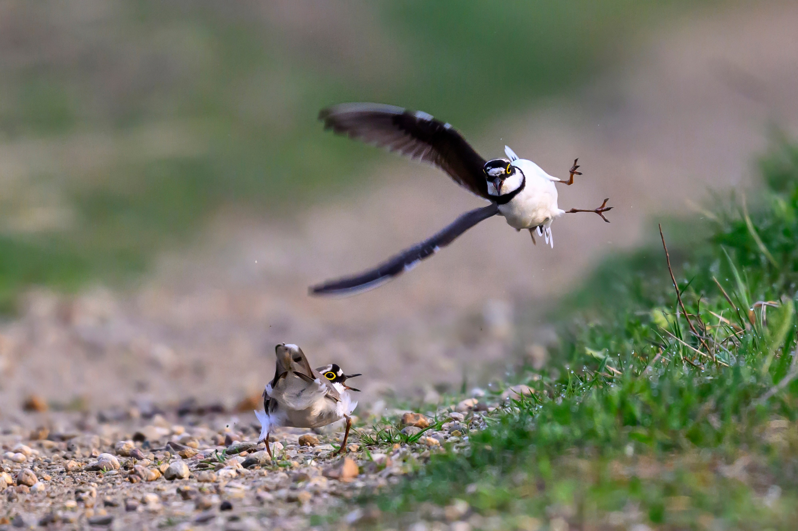 Малый зуек. Wildlife photography by Sergey Puponin