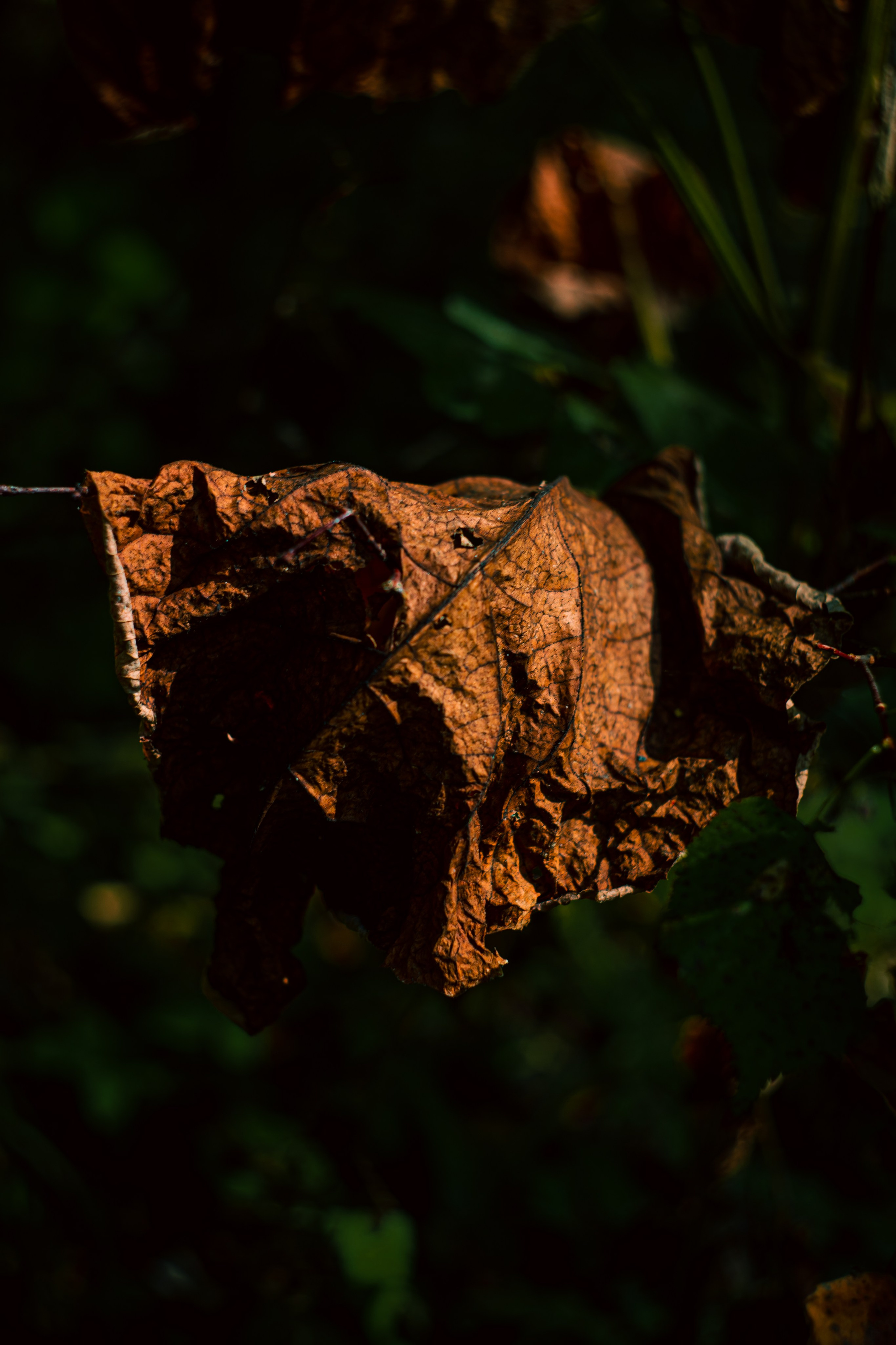 Сентябрь 2024. Efremovaphoto.ru