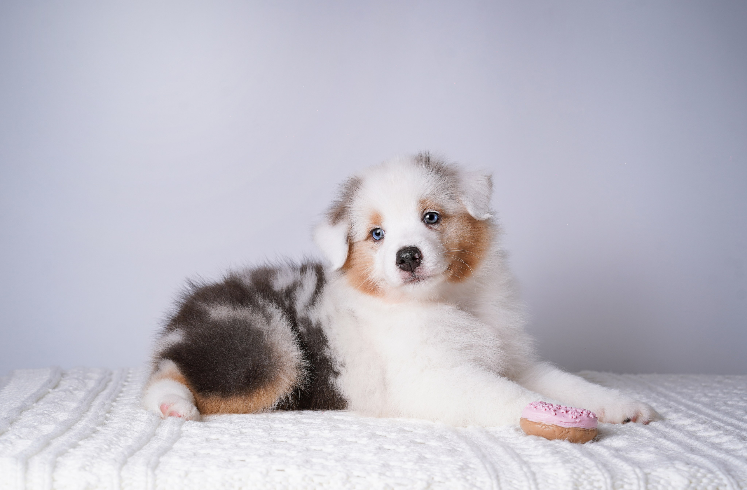 Щенки аусси. Фотограф-анималист в Санкт-Петербурге Яна Мартынова